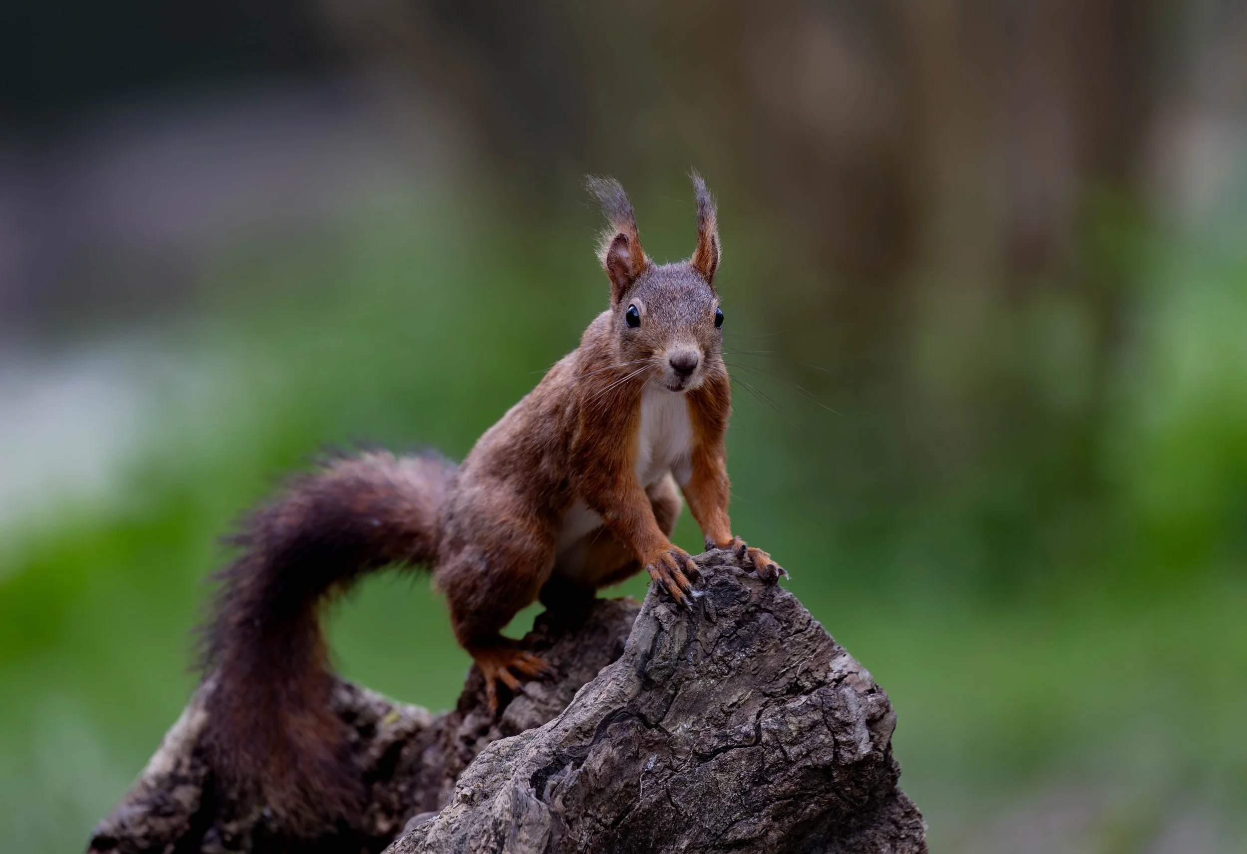 A squirrel with large ears and a bushy tail perched on a tree trunk.