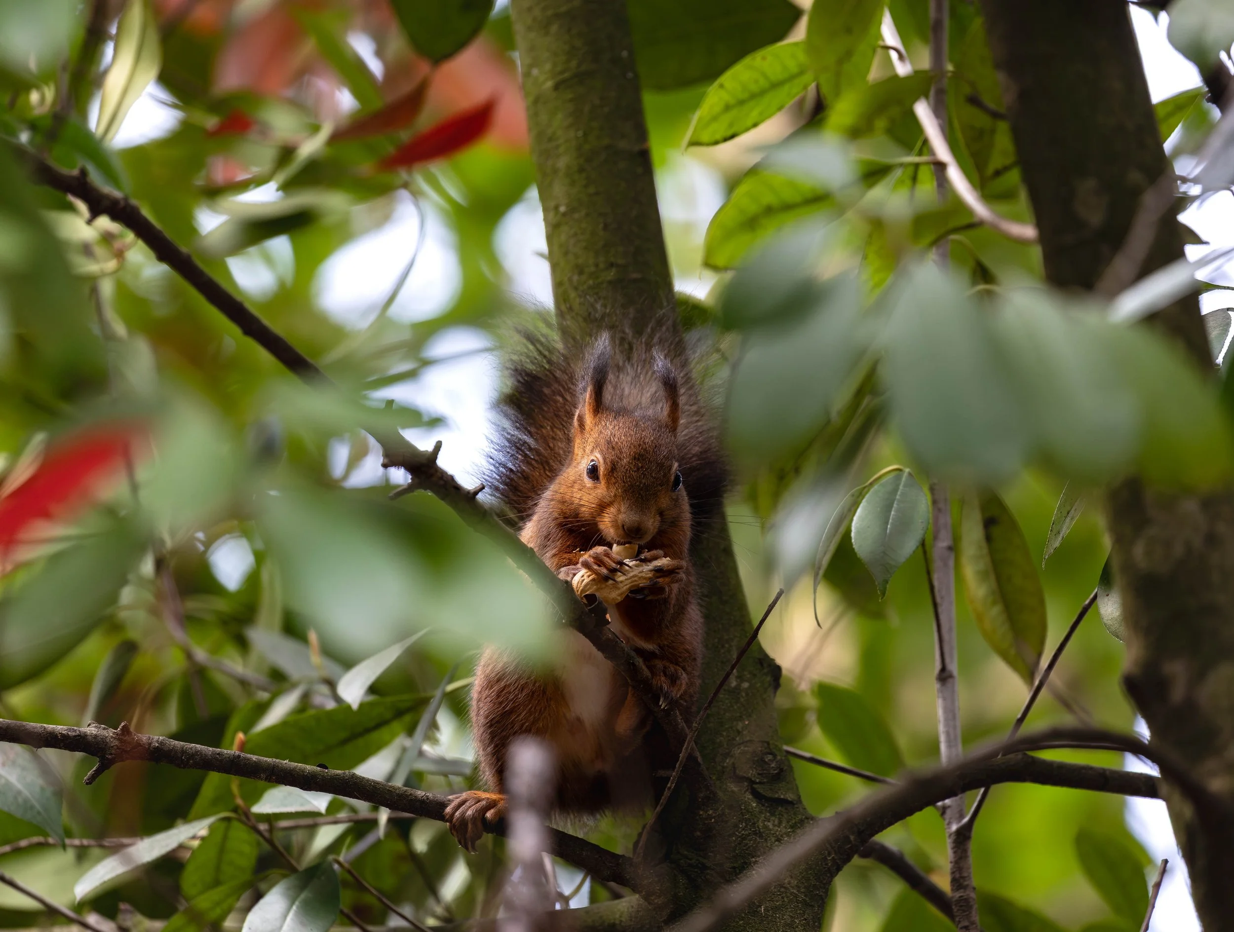 A squirrel perched on a tree branch, holding a nut and surrounded by green leaves.