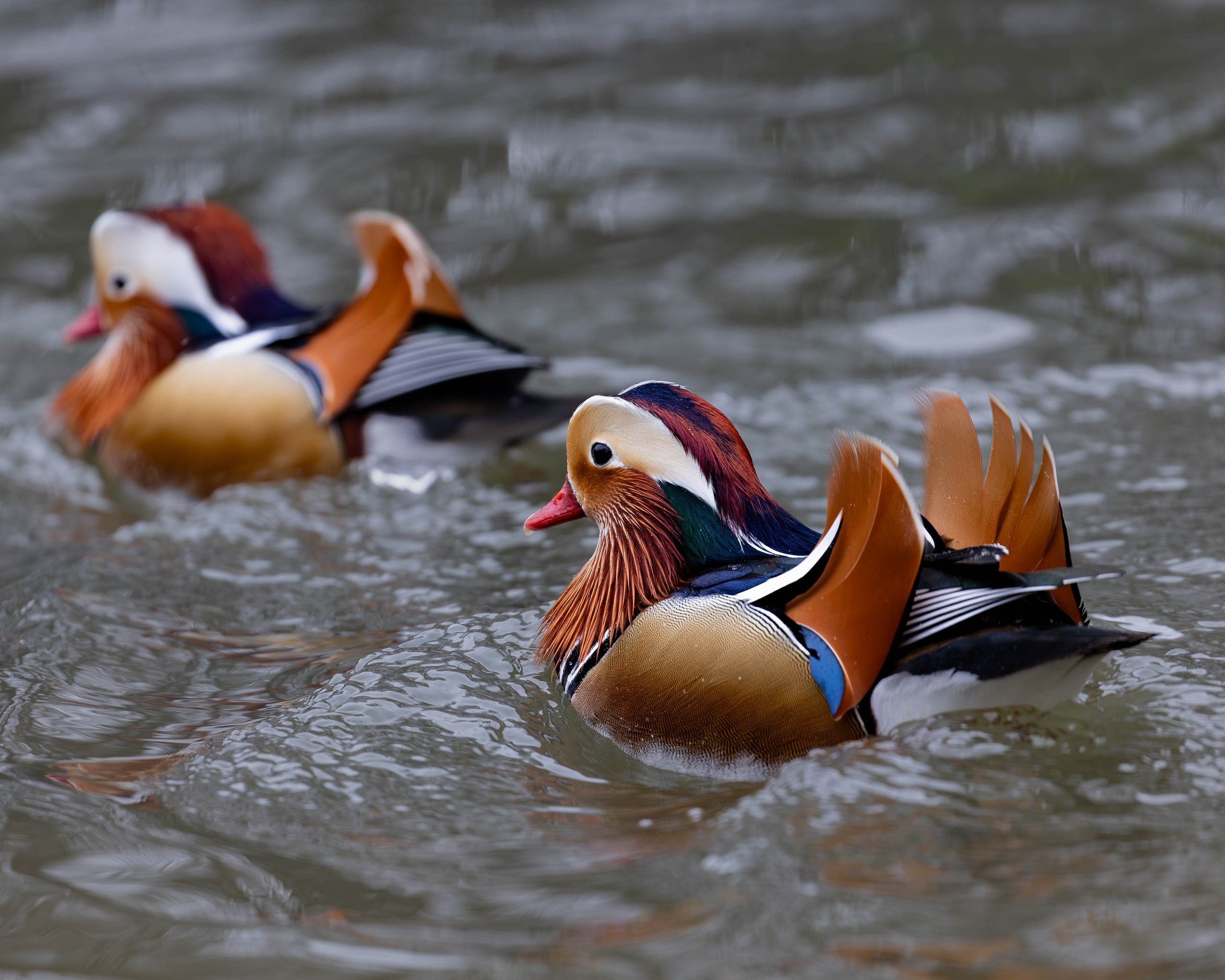 Two Mandarin ducks swimming in water.