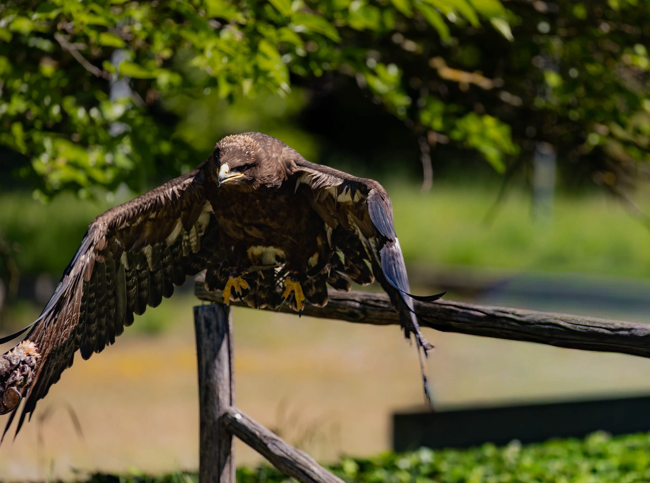 A bird of prey, possibly a hawk or a falcon, perched on a tree branch in a natural outdoor setting with green foliage in the background.