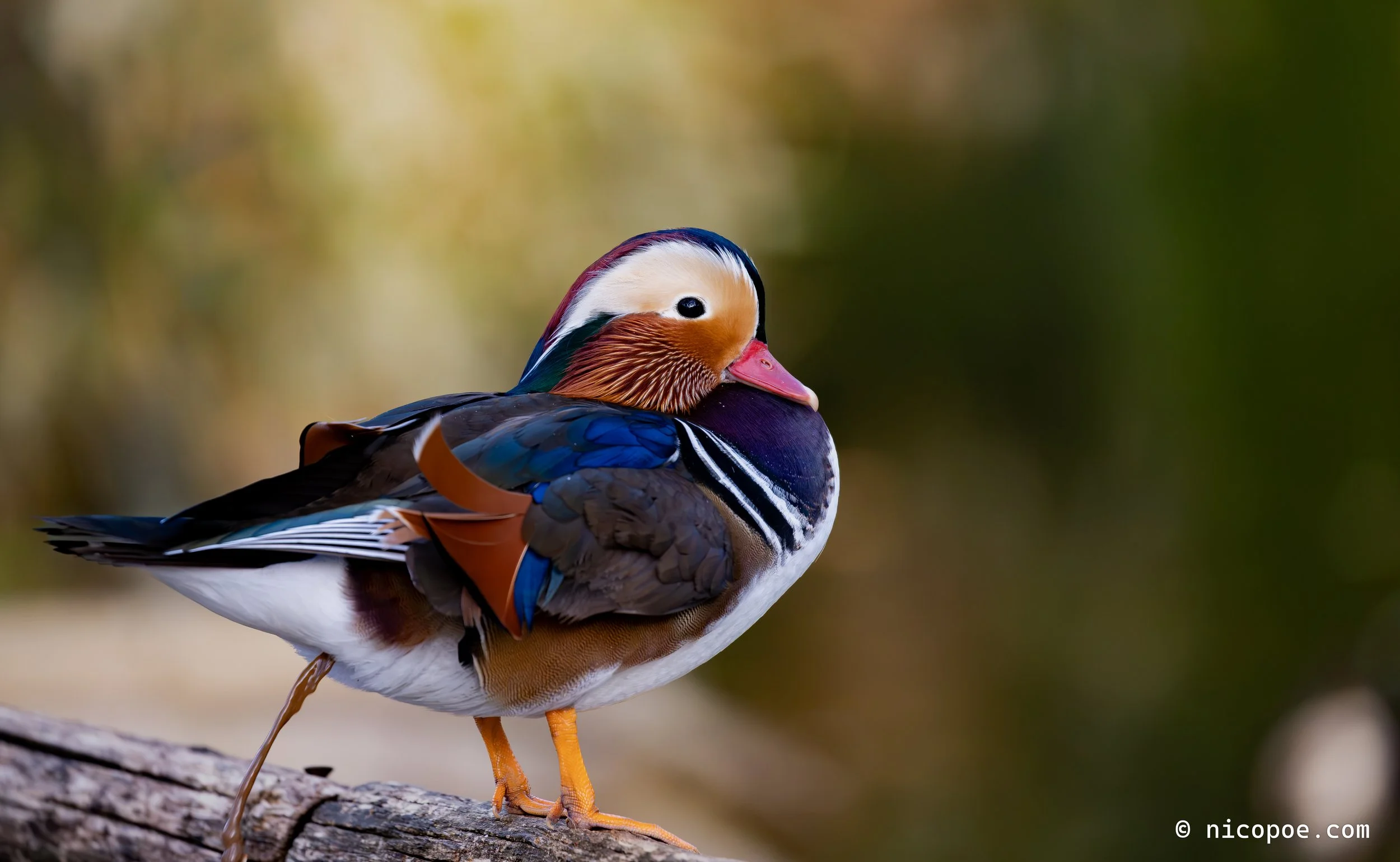 A colorful male mandarin duck standing on a log, with a blurred natural background.