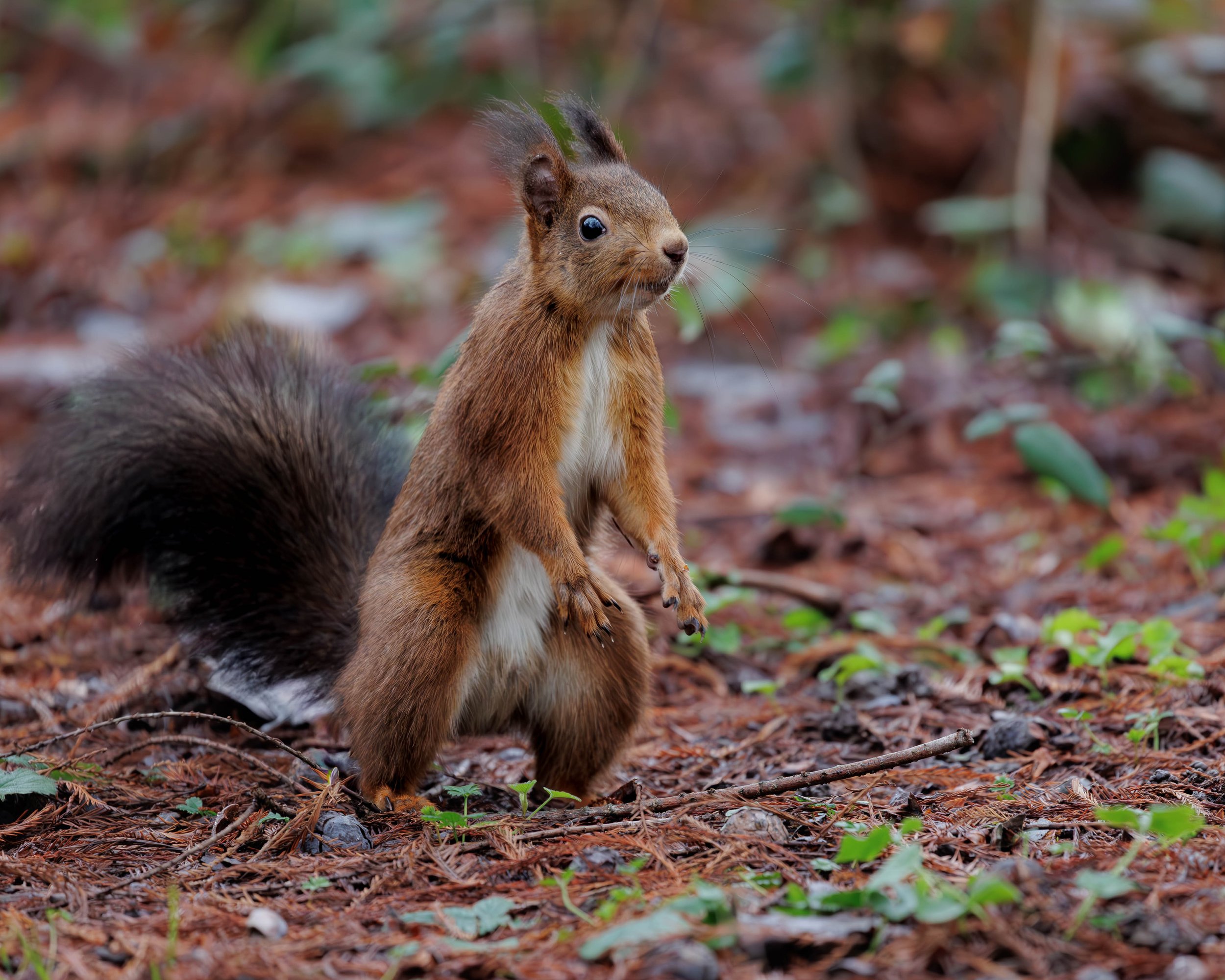 A squirrel standing on its hind legs on a forest floor covered in leaves and small green plants.