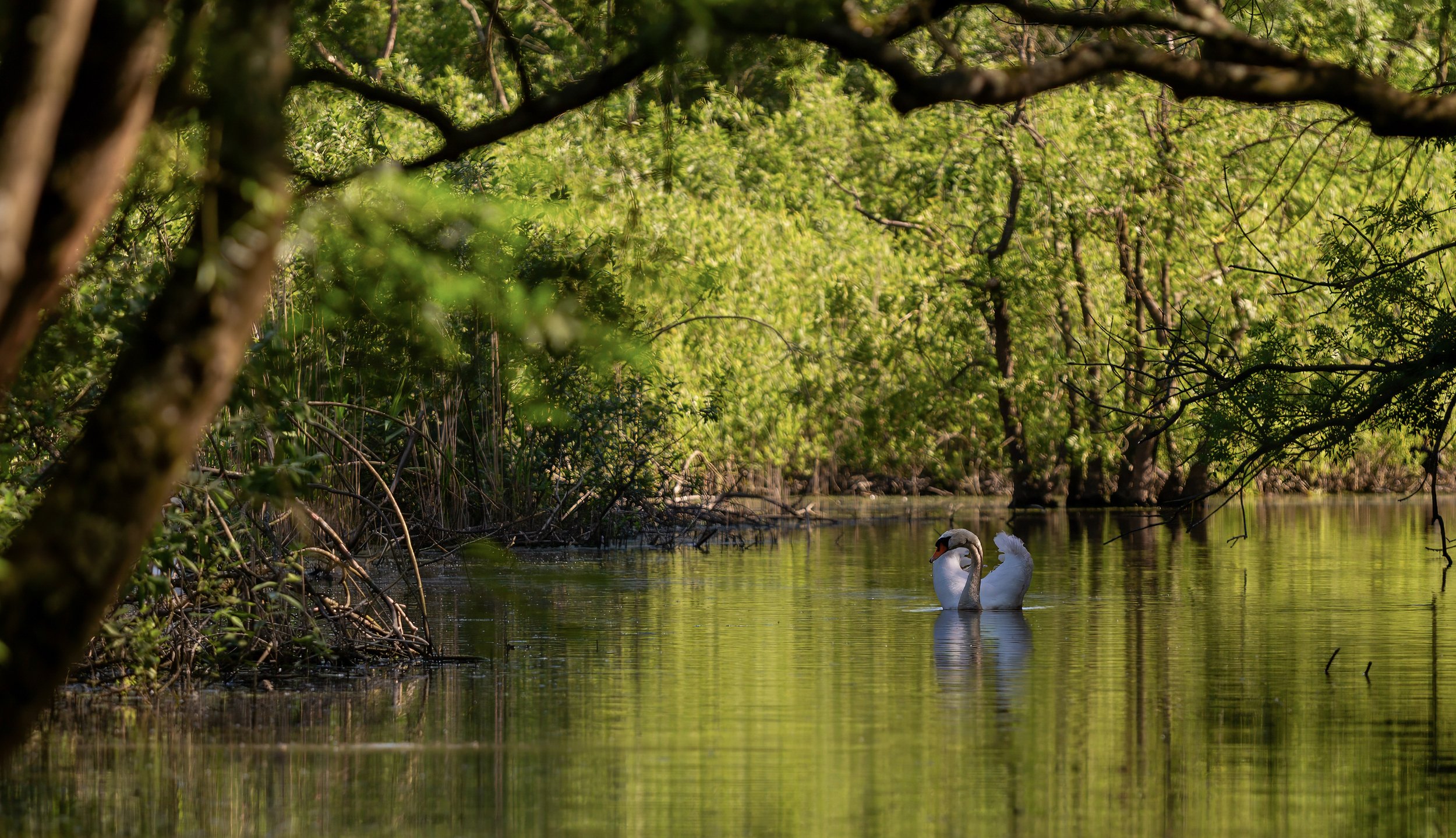 A pair of swans swimming in a calm, greenish waterway surrounded by lush green trees and bushes.