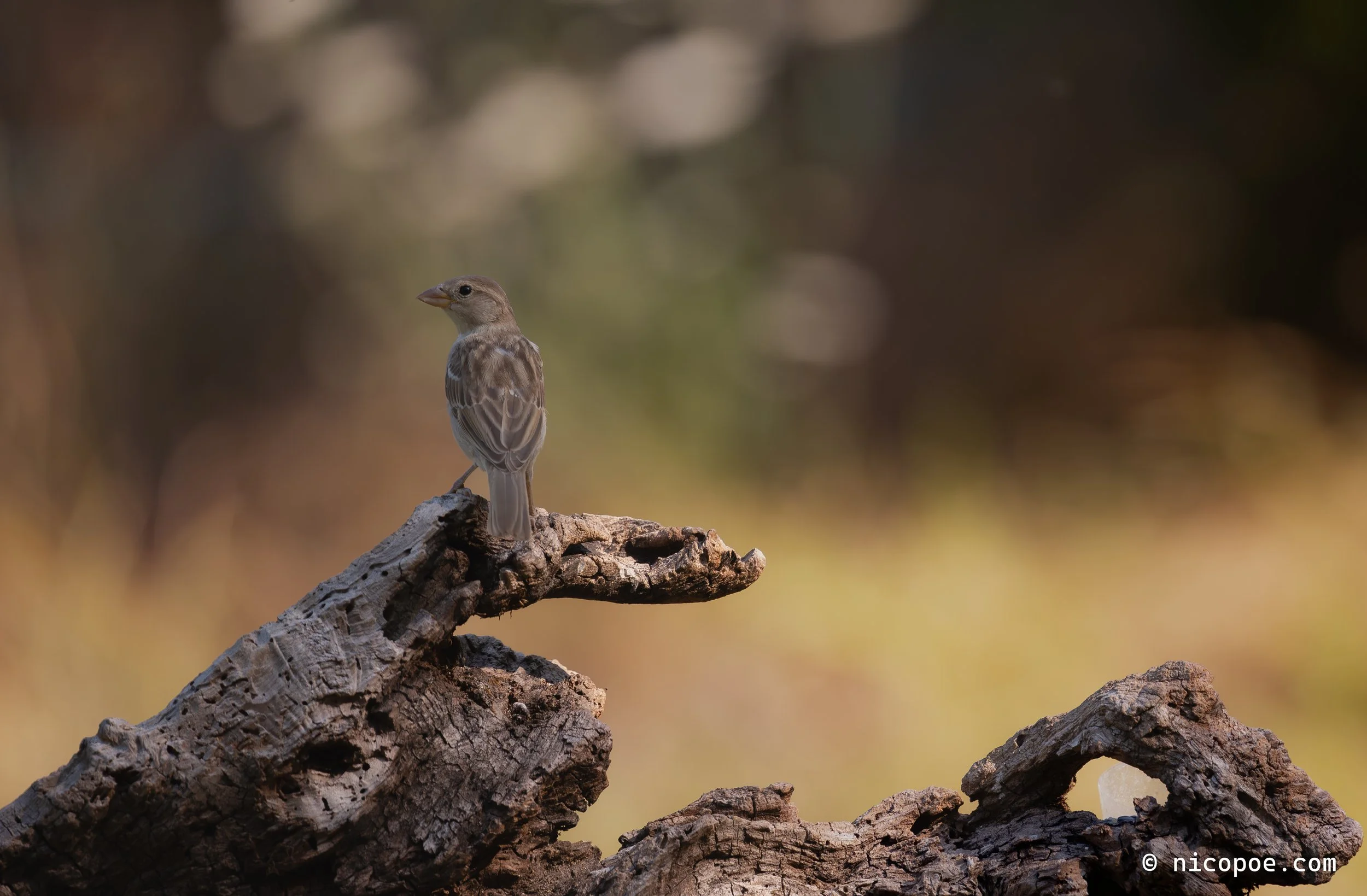 A small bird with brown and beige feathers perched on a piece of weathered, textured wood, with a blurred natural background.