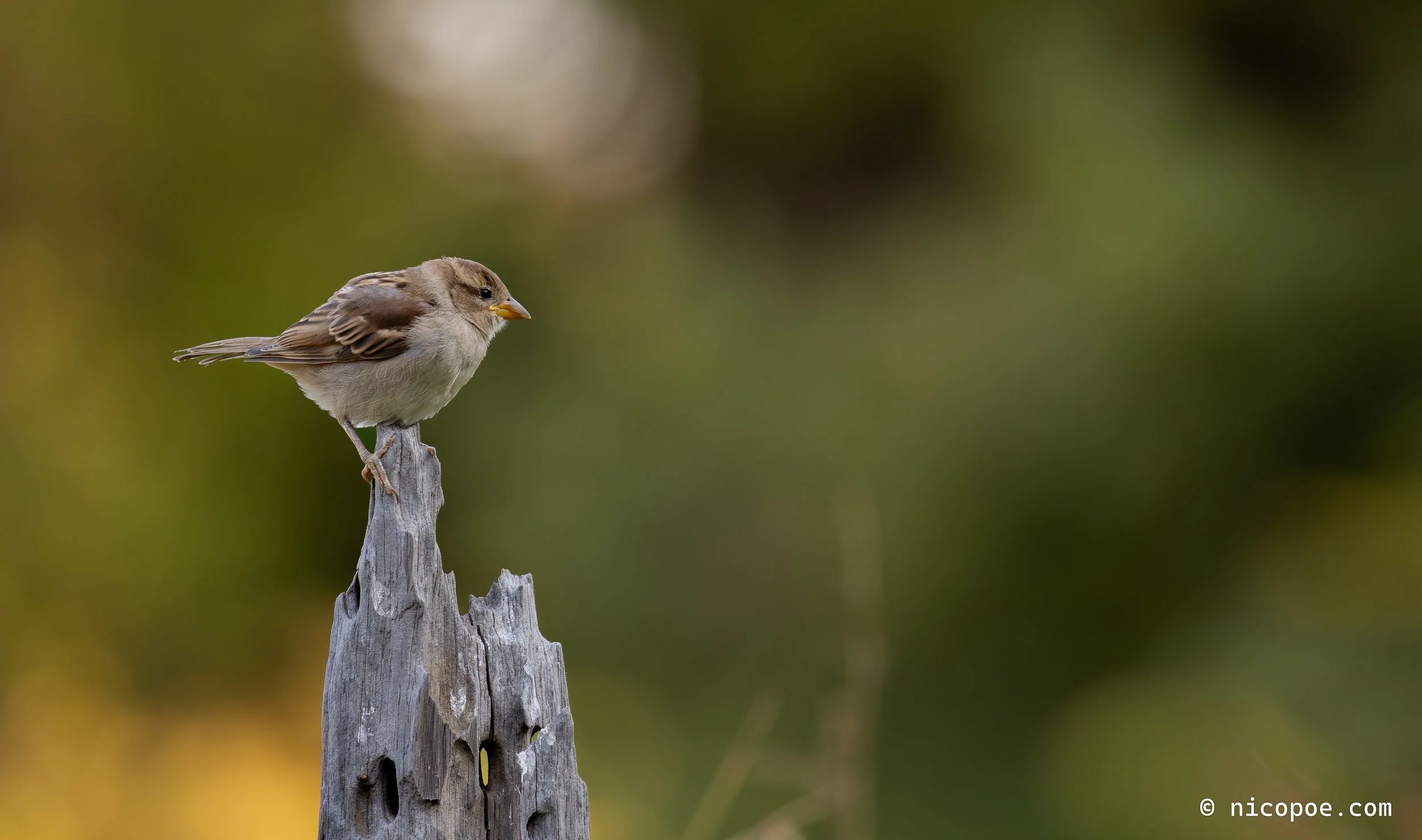 A small brown bird with a yellow beak perched on top of a weathered gray tree stump, with a blurred green background.