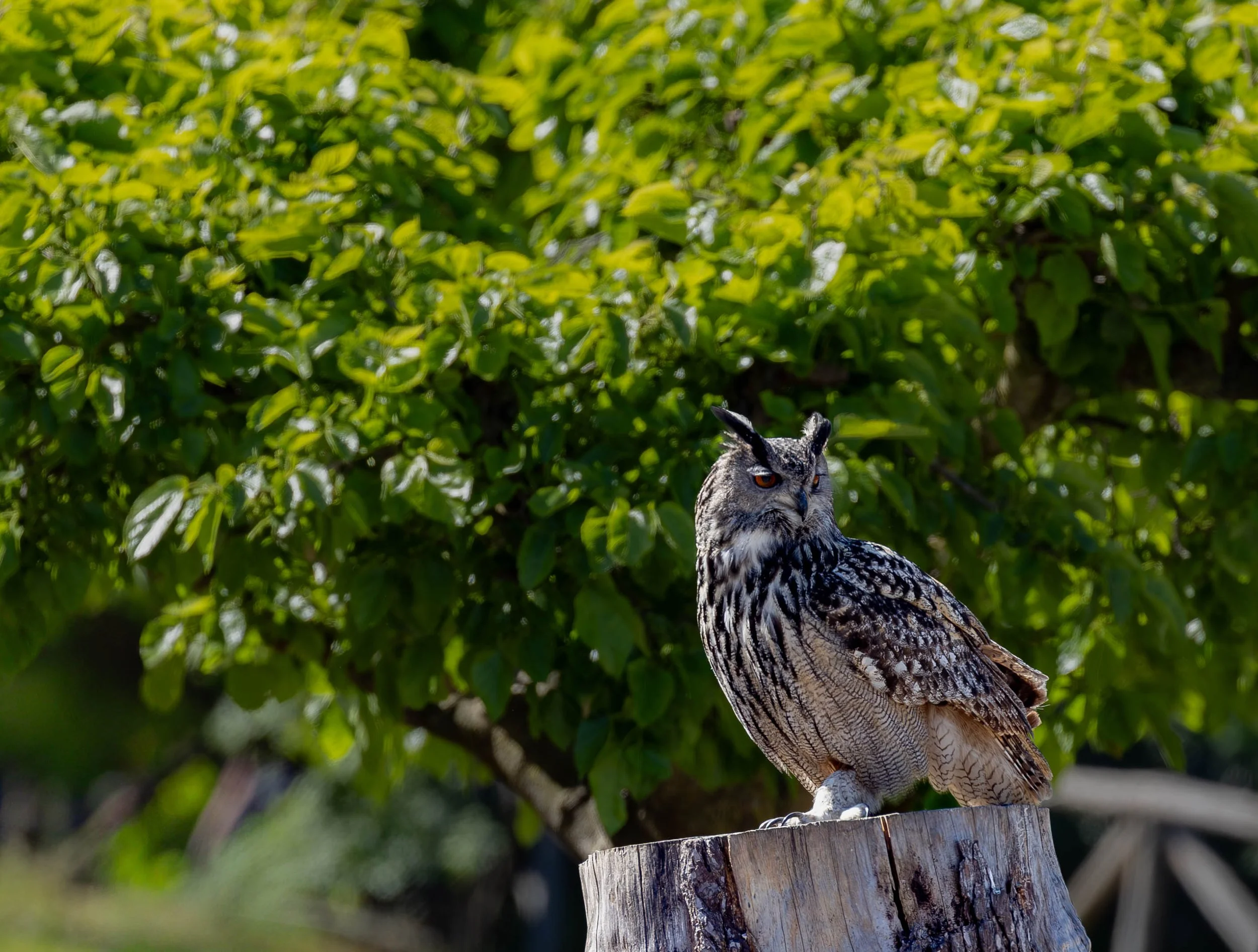 A large owl perched on a weathered tree stump, with a dense green leafy background.