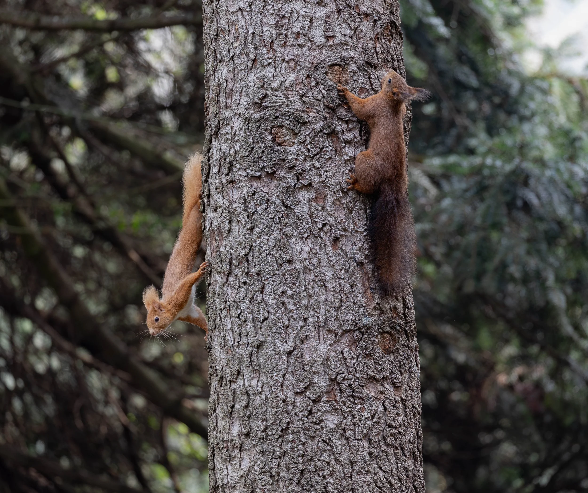 Two squirrels climbing a large tree trunk in a forest.