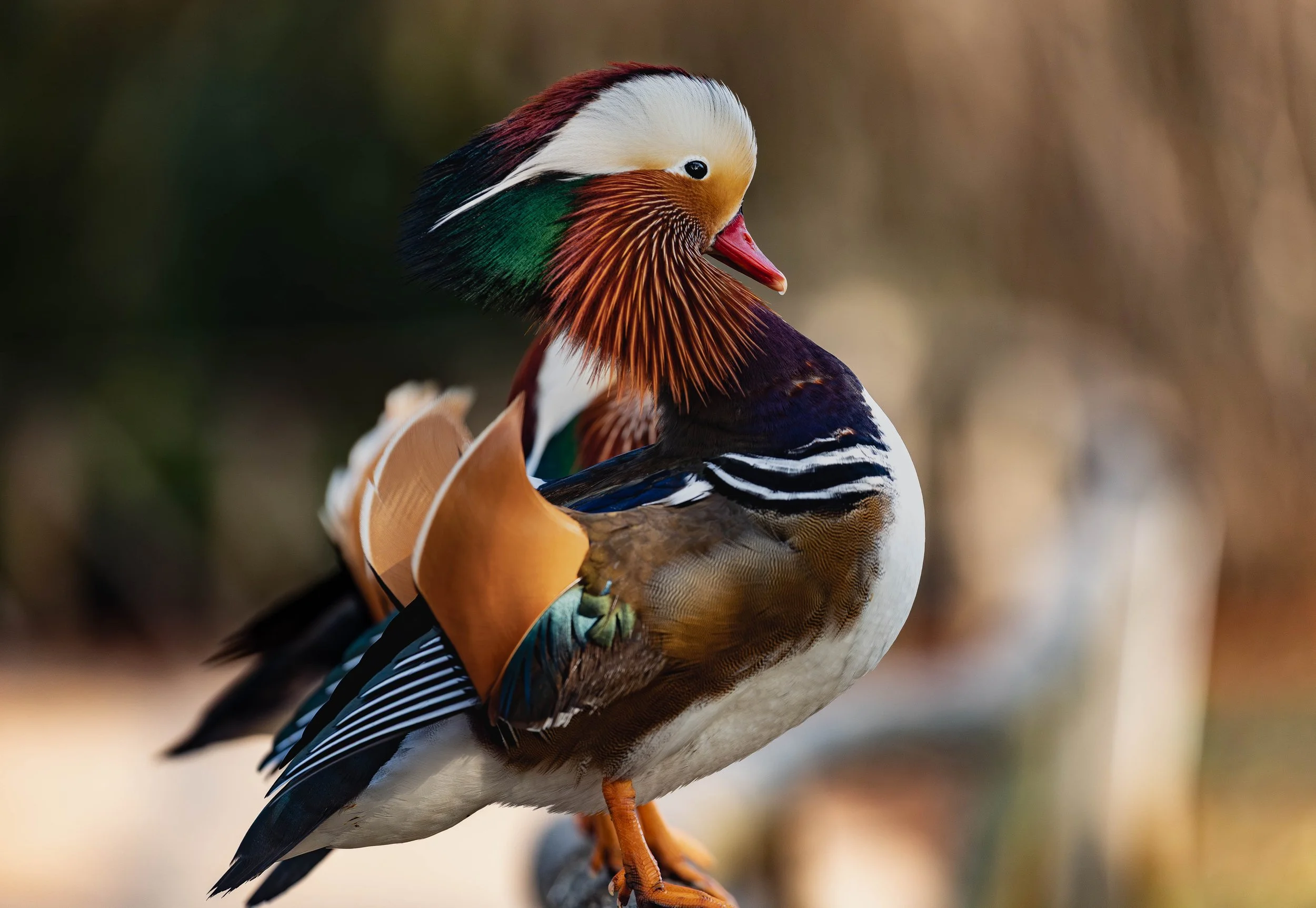 Colorful Mandarin duck perched on a branch with detailed bright feathers and a blurred background.