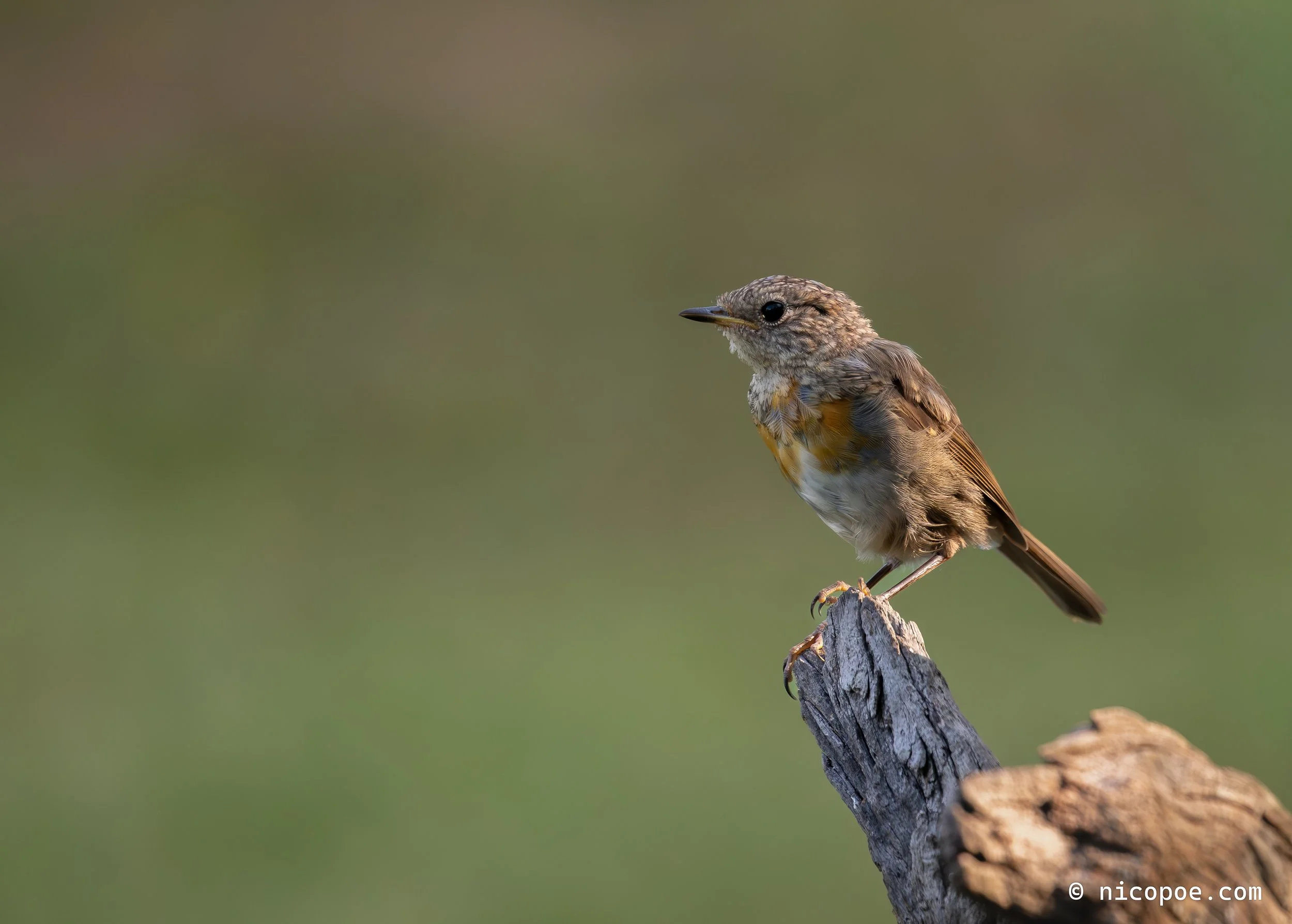 A small bird with brown and yellow feathers perched on a broken tree branch in front of a blurred green background.