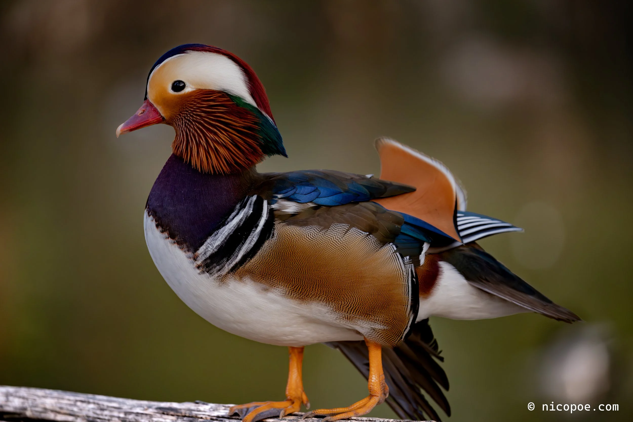 Colorful mandarin duck standing on a branch.