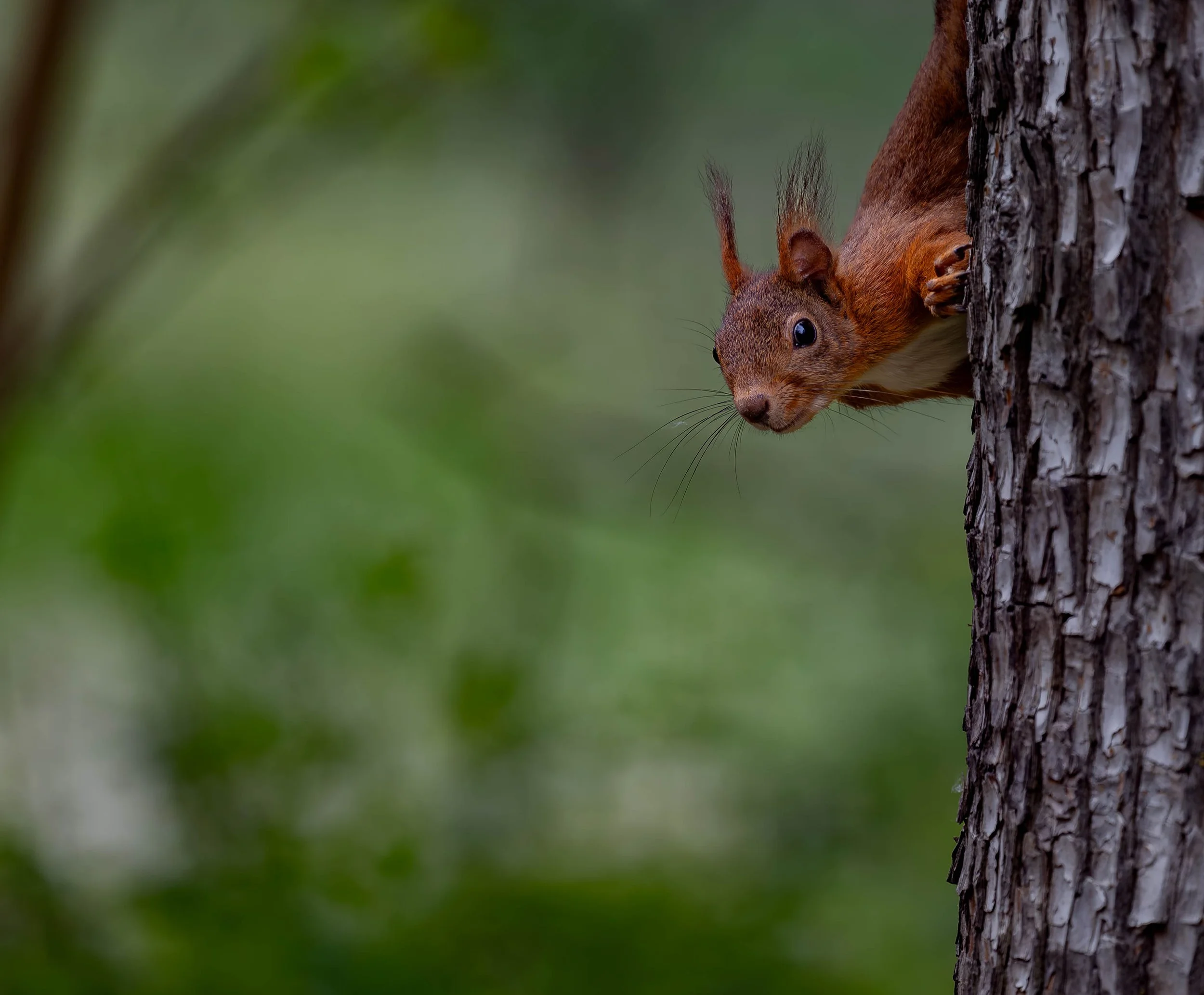 A red squirrel peeking out from behind a tree trunk, with a blurred green background.