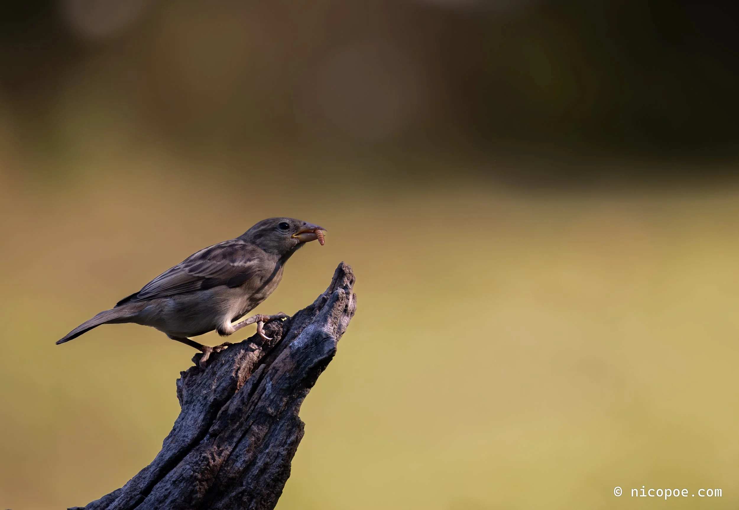 A small bird perched on a weathered, broken tree branch holding a tiny earthworm in its beak.