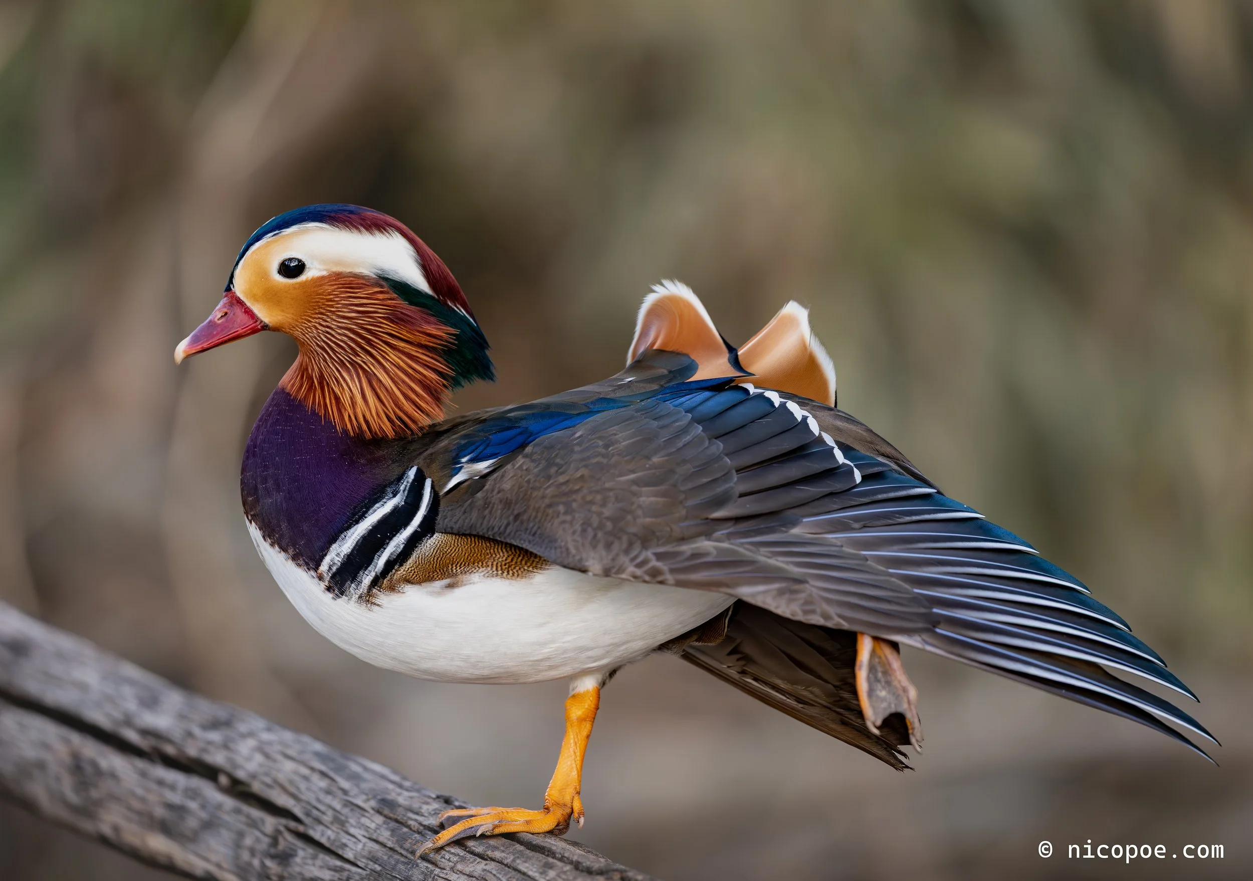 Close-up of a colorful mandarin duck perched on a tree branch, showing vibrant orange, purple, and black feathers against a blurred background.