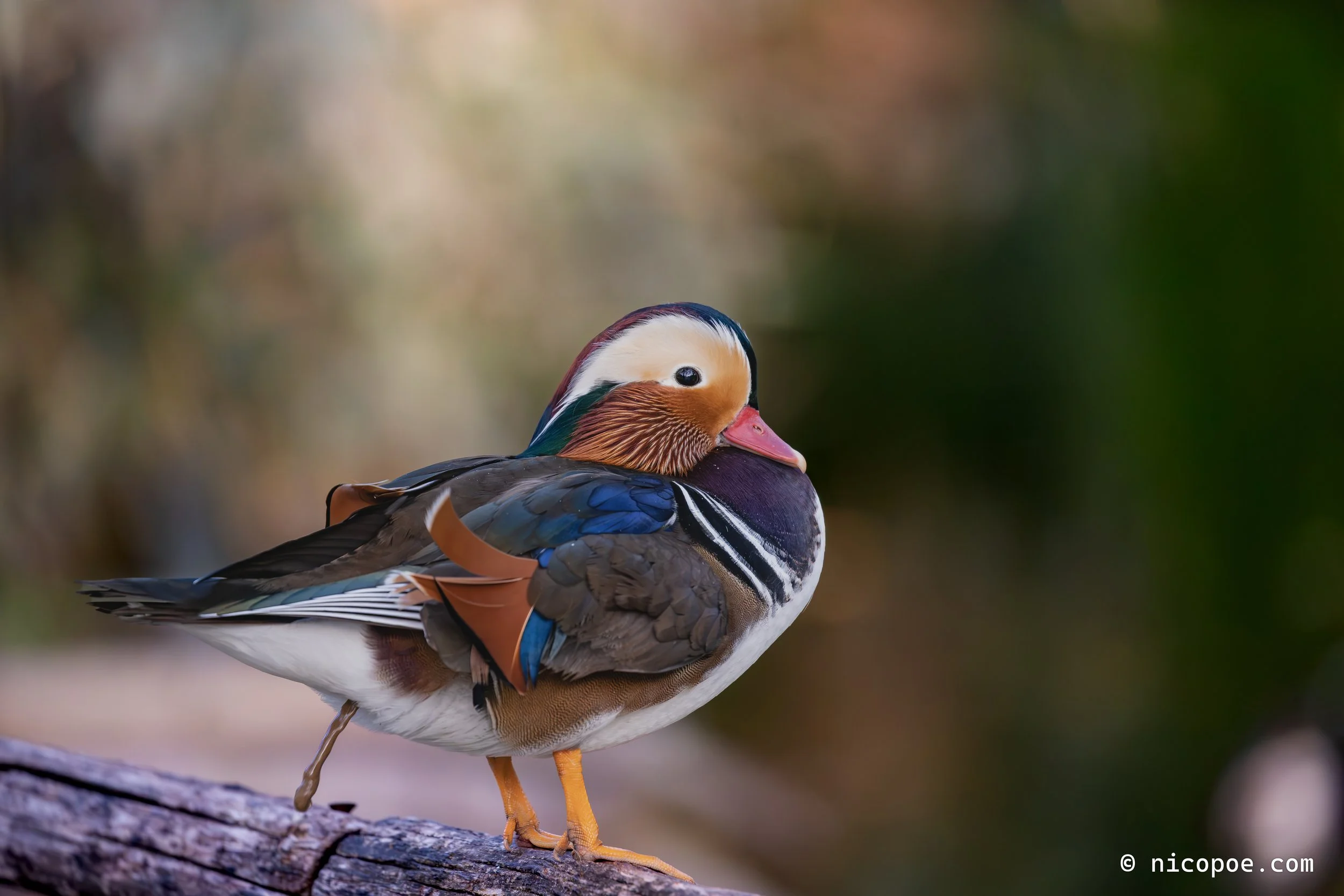 A colorful mandarin duck standing on a wooden log with a blurred natural background.