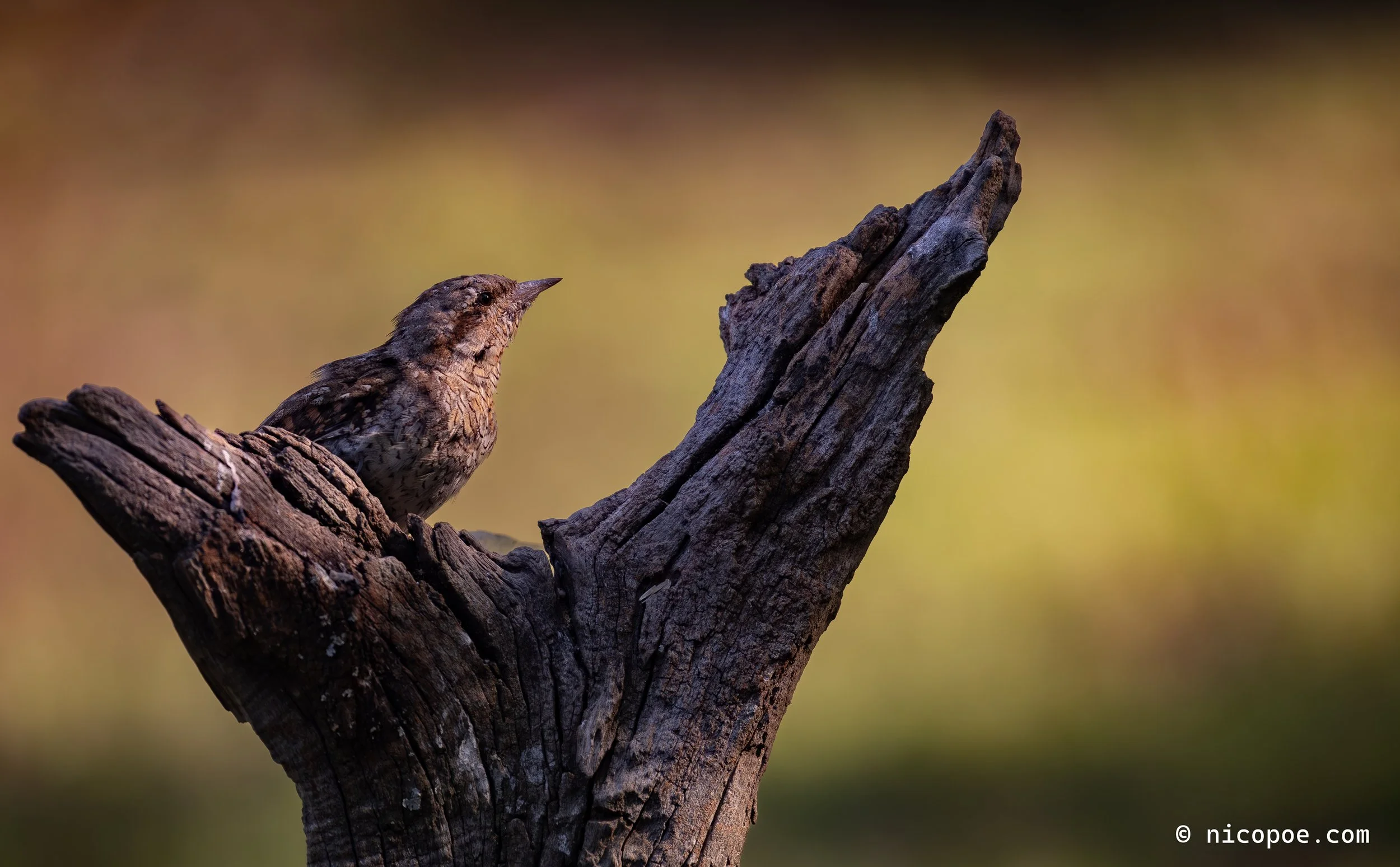 A small bird perched on a weathered tree branch with a blurred natural background.
