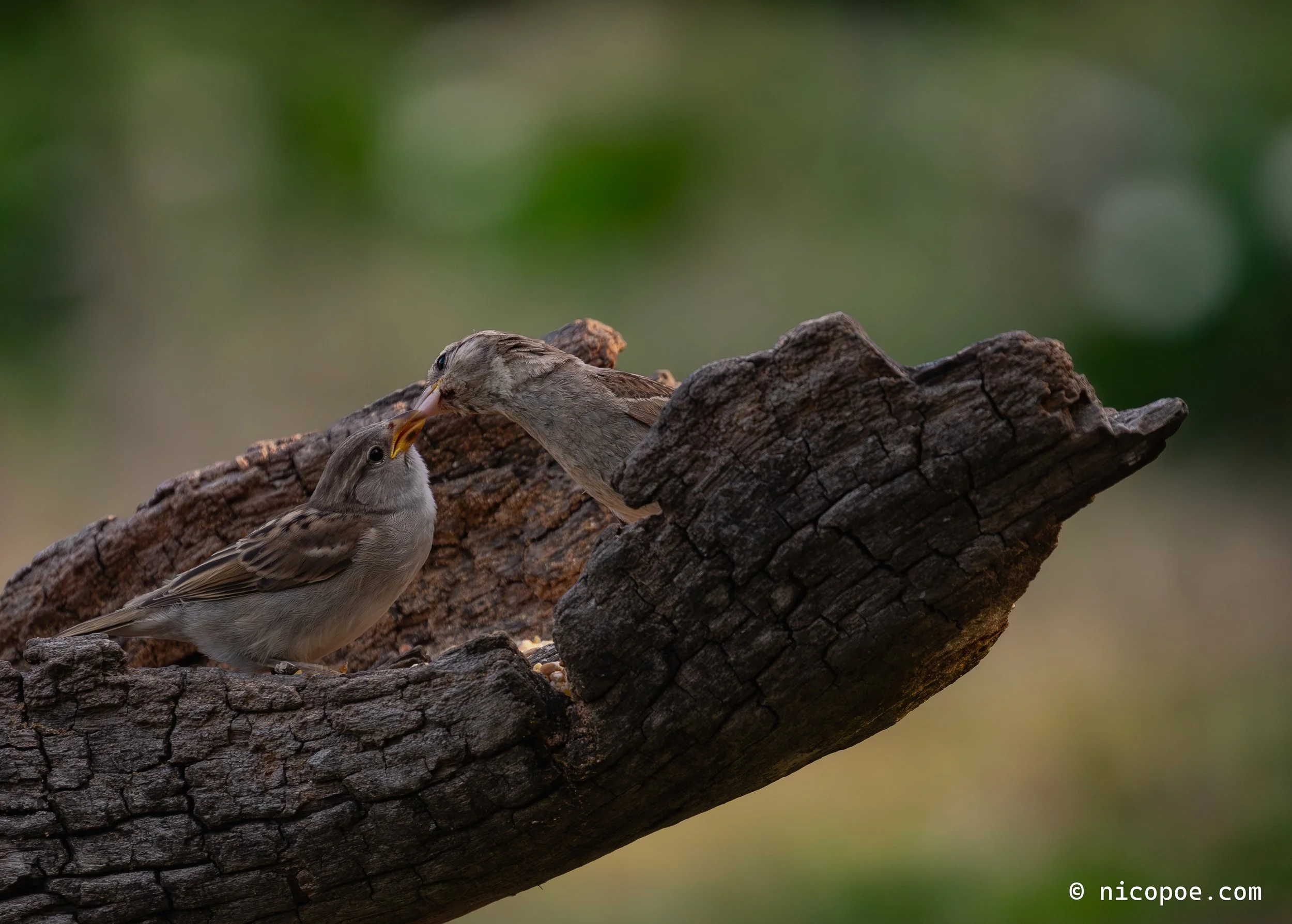 Two small brown birds perched on a tree branch, one appears to be feeding the other. Background is blurred green foliage.