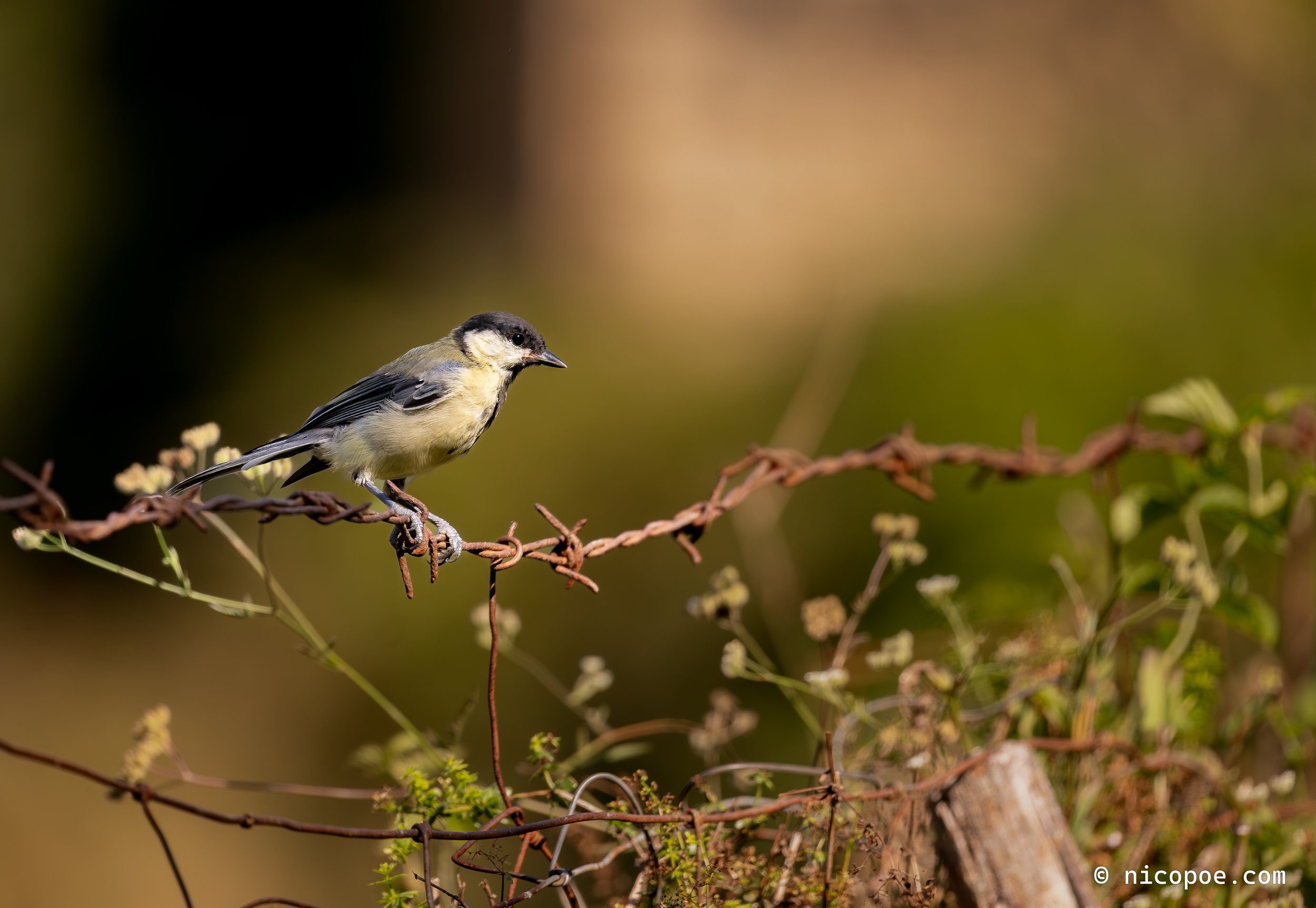 A small bird perched on a rusty barbed wire fence with green foliage and blurred background.