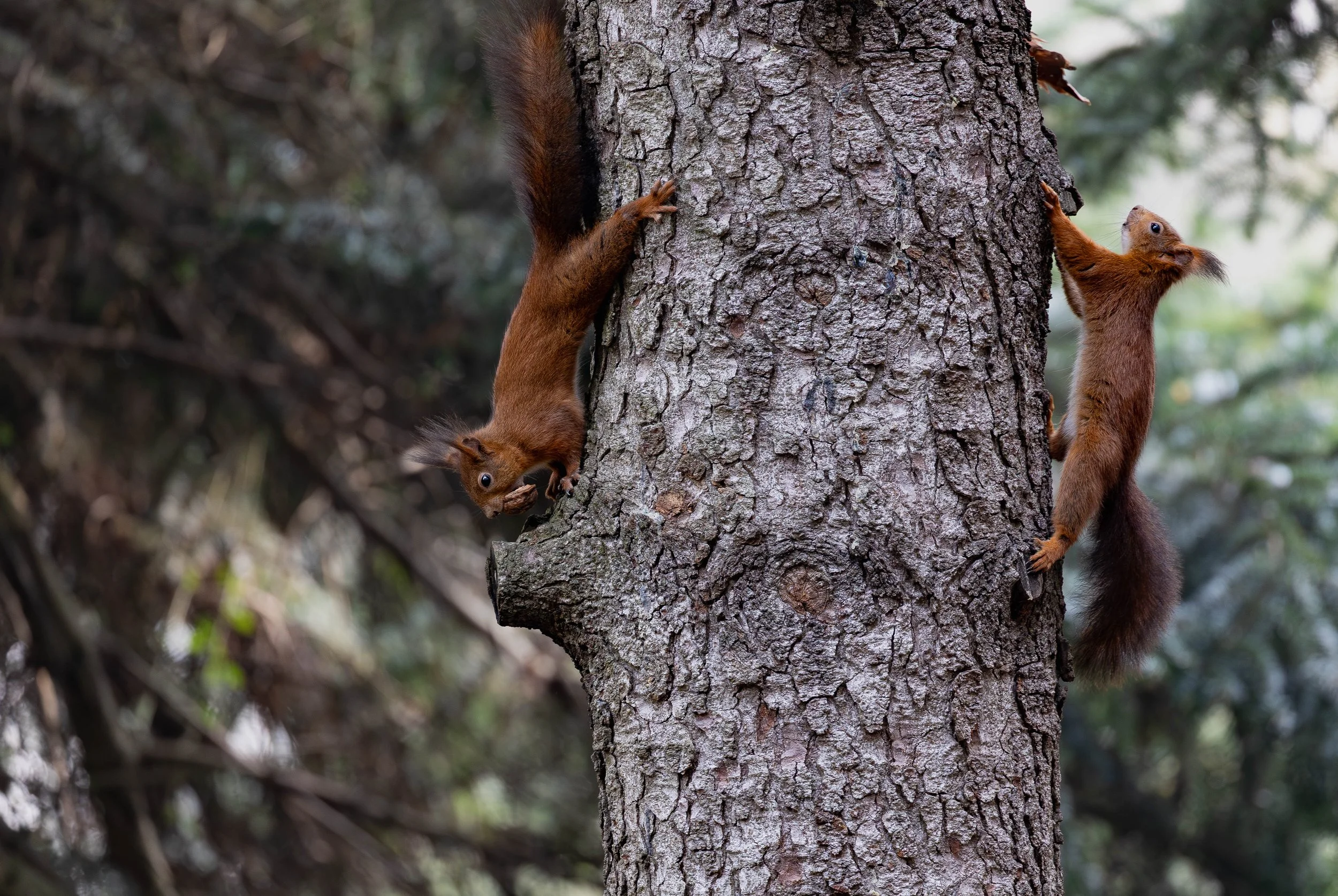Two red squirrels climbing a large tree trunk, one facing down and the other up, in a forest setting.