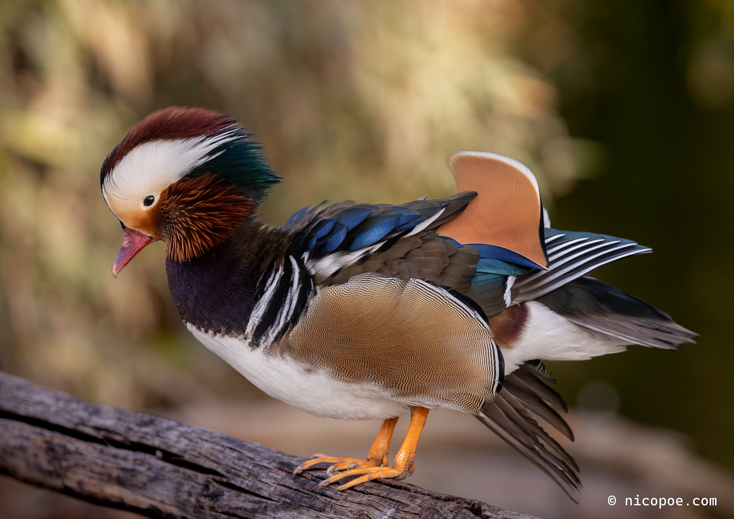 A colorful bird, possibly a Mandarin duck, perched on a log with a blurred natural background.