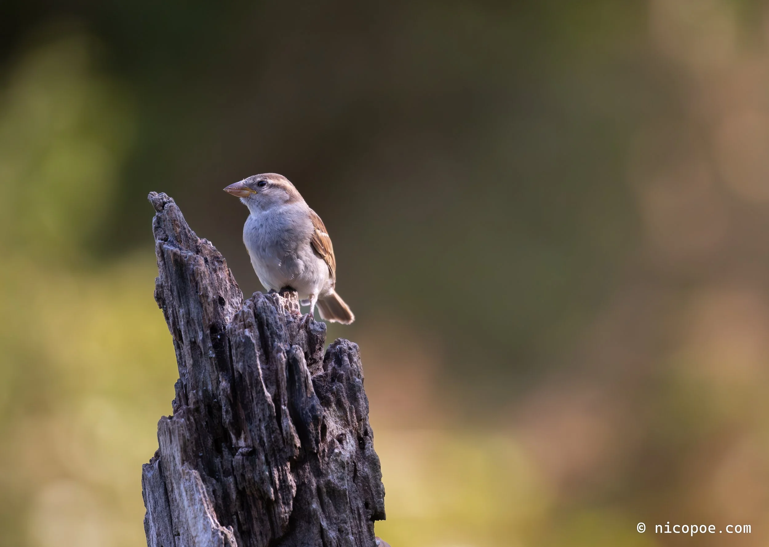 A small bird perched on a weathered tree stump, with a blurred green background.