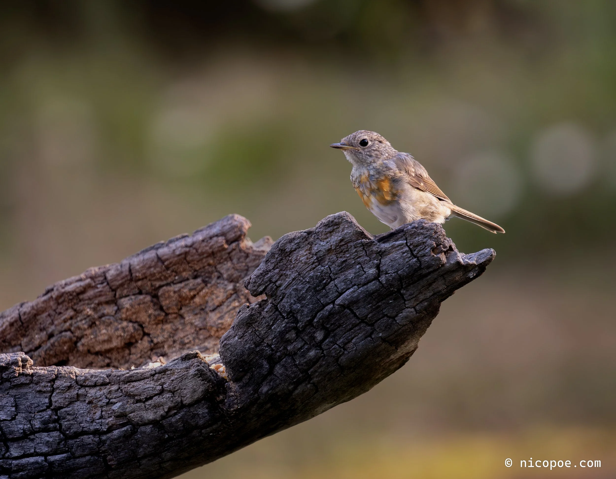 A small bird with brown and gray feathers perched on a textured, dark brown tree branch with a blurred green background.