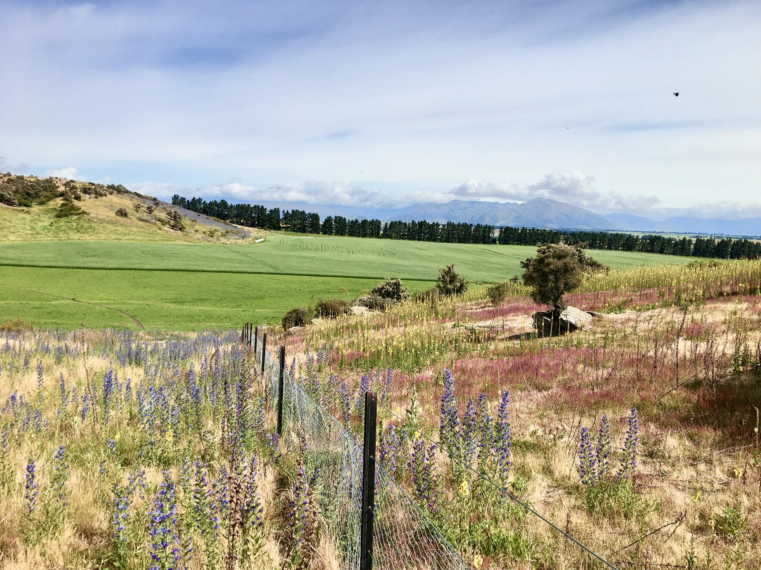 A rural landscape with a wire fence in the foreground, wildflowers and small trees on a hillside, and green fields with a tree line and mountains in the distance under a cloudy sky.