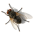 Close-up of a fly with detailed wings and body on a white background.