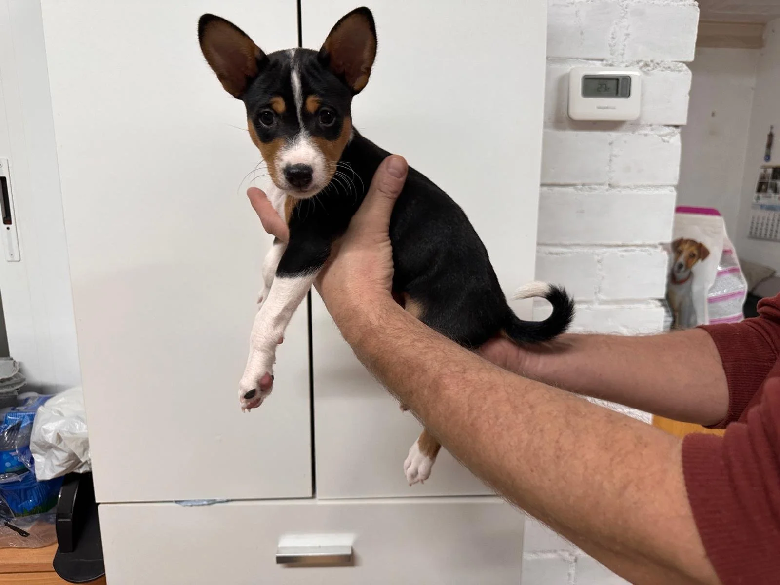 Anubis Orion Tesoro Ibérico