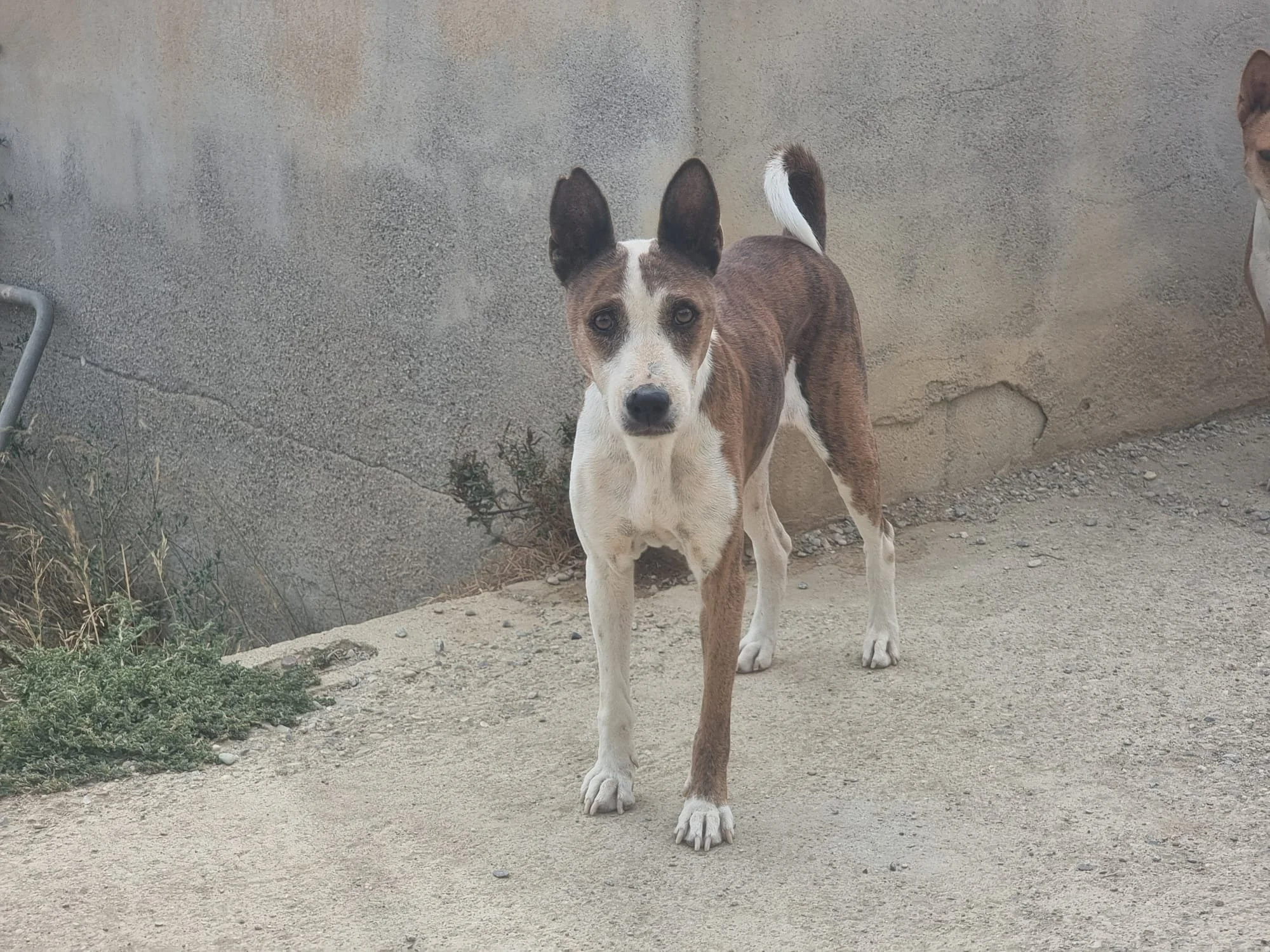 Gabon de los Dos Alamos