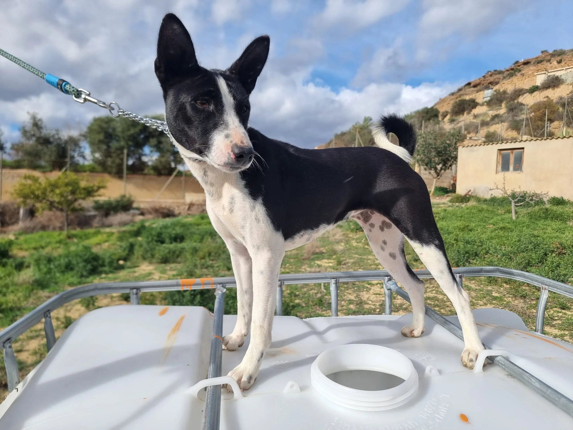 Chimamanda "Asta" de los dos Álamos