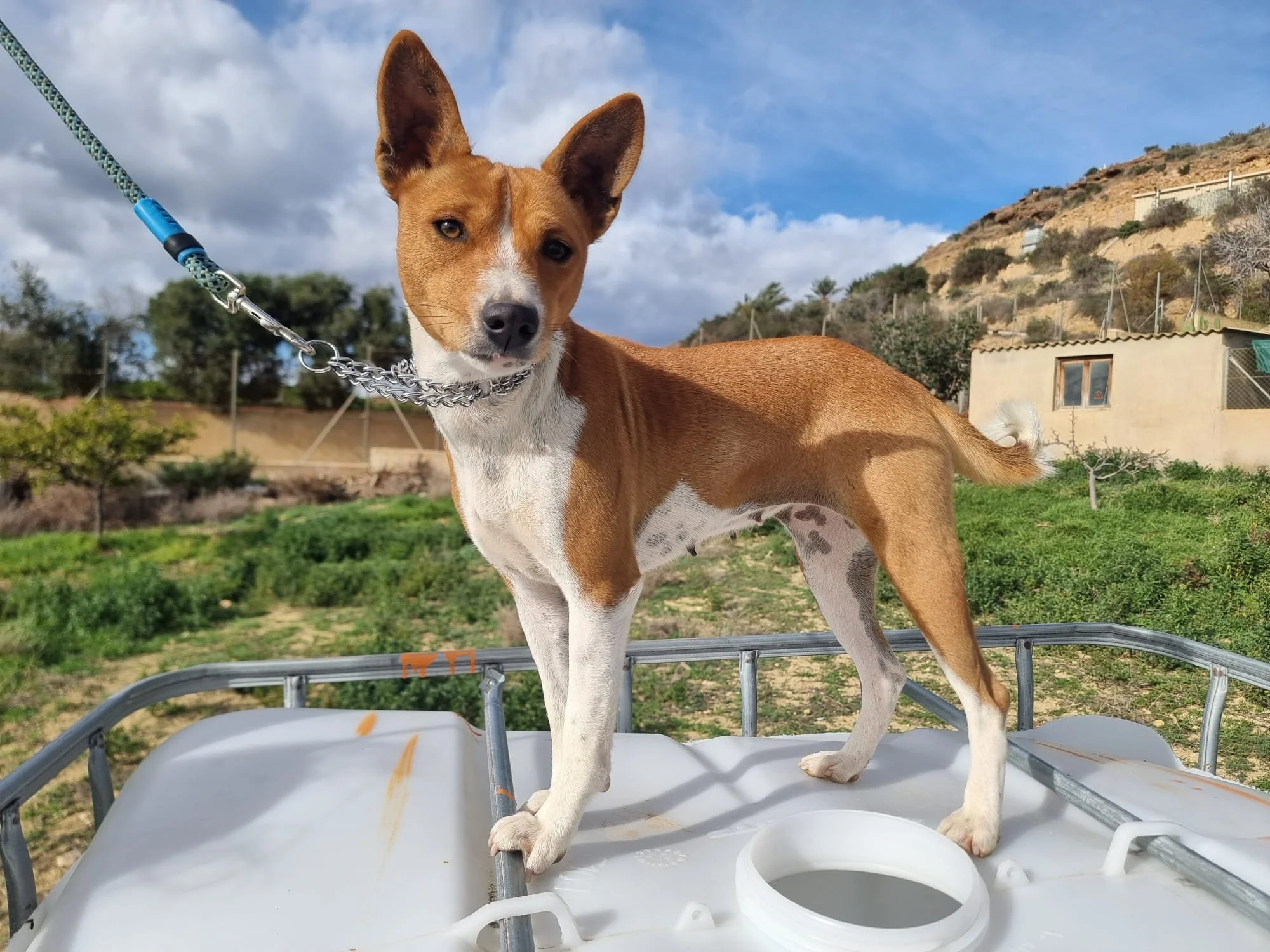 Dana Dalmara de los dos Álamos