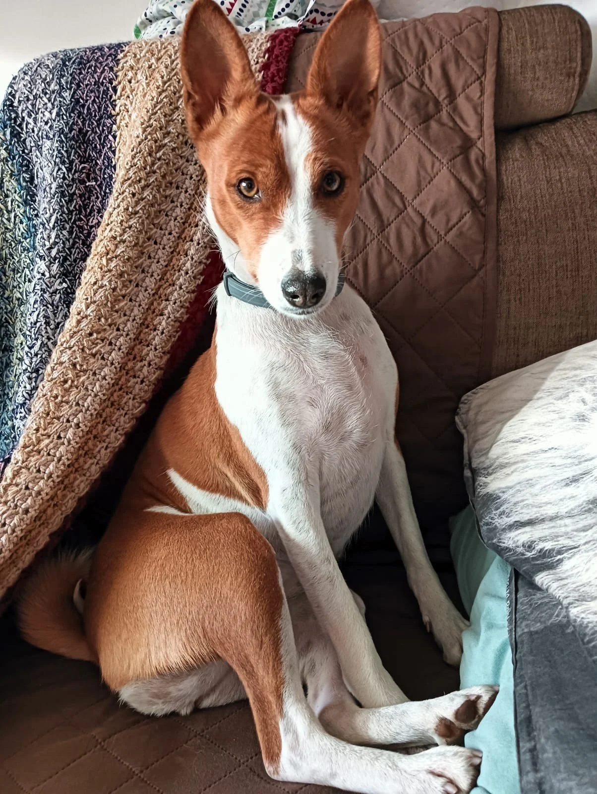 Un perro de raza Basenji con pelaje marrón y blanco, sentado en un sofá con mantas y almohadas.