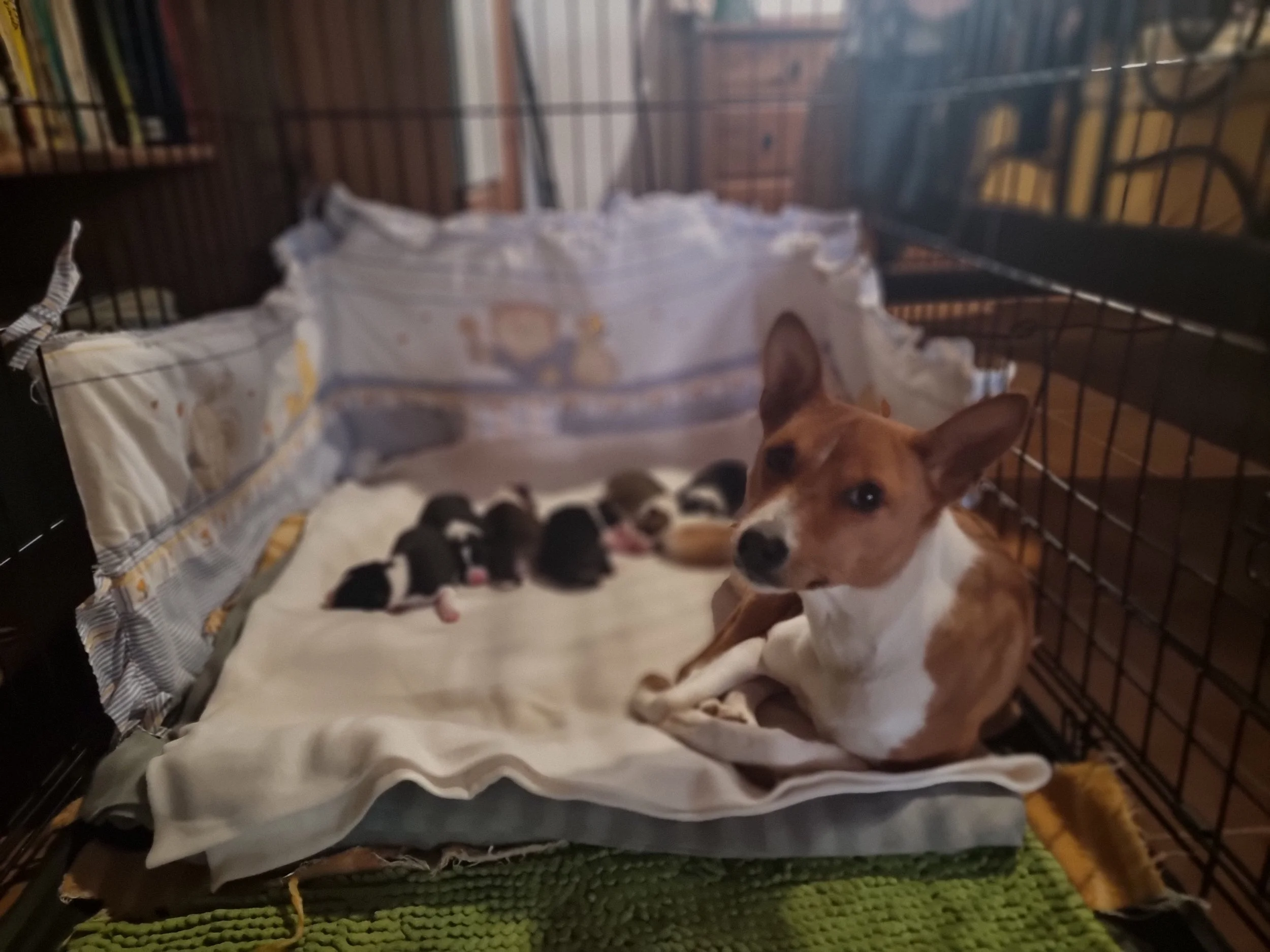 Cachorros basenji recién nacidos y una perra adulta en una jaula de cría