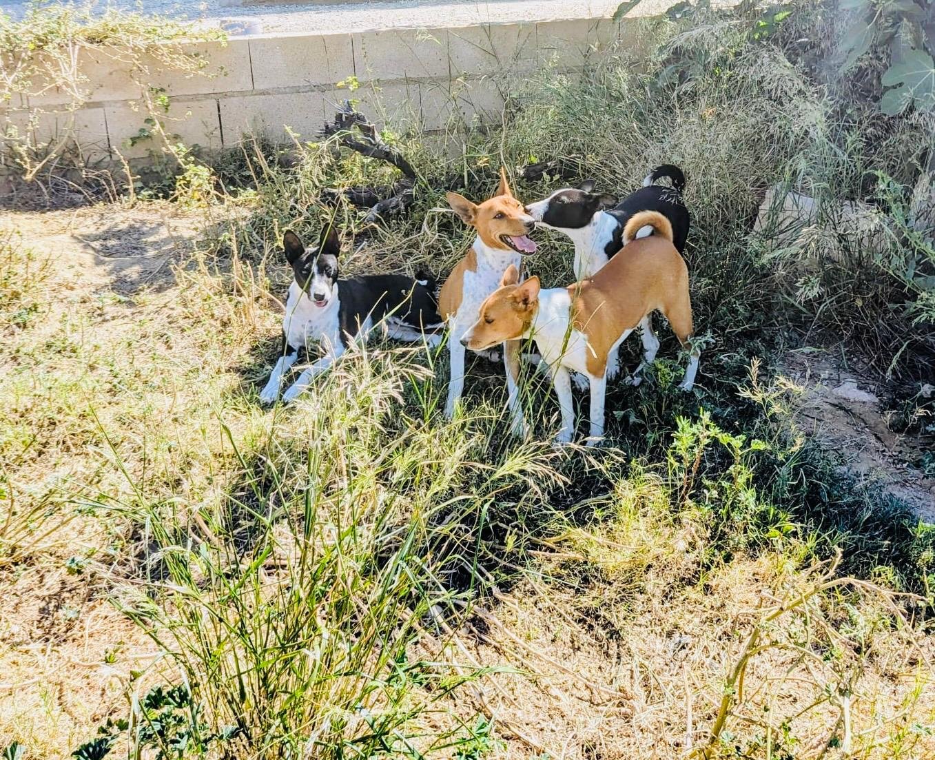 Cuatro de nuestros basenji descansando entre la hierba y las plantas en un área exterior con muro de ladrillos en el fondo.