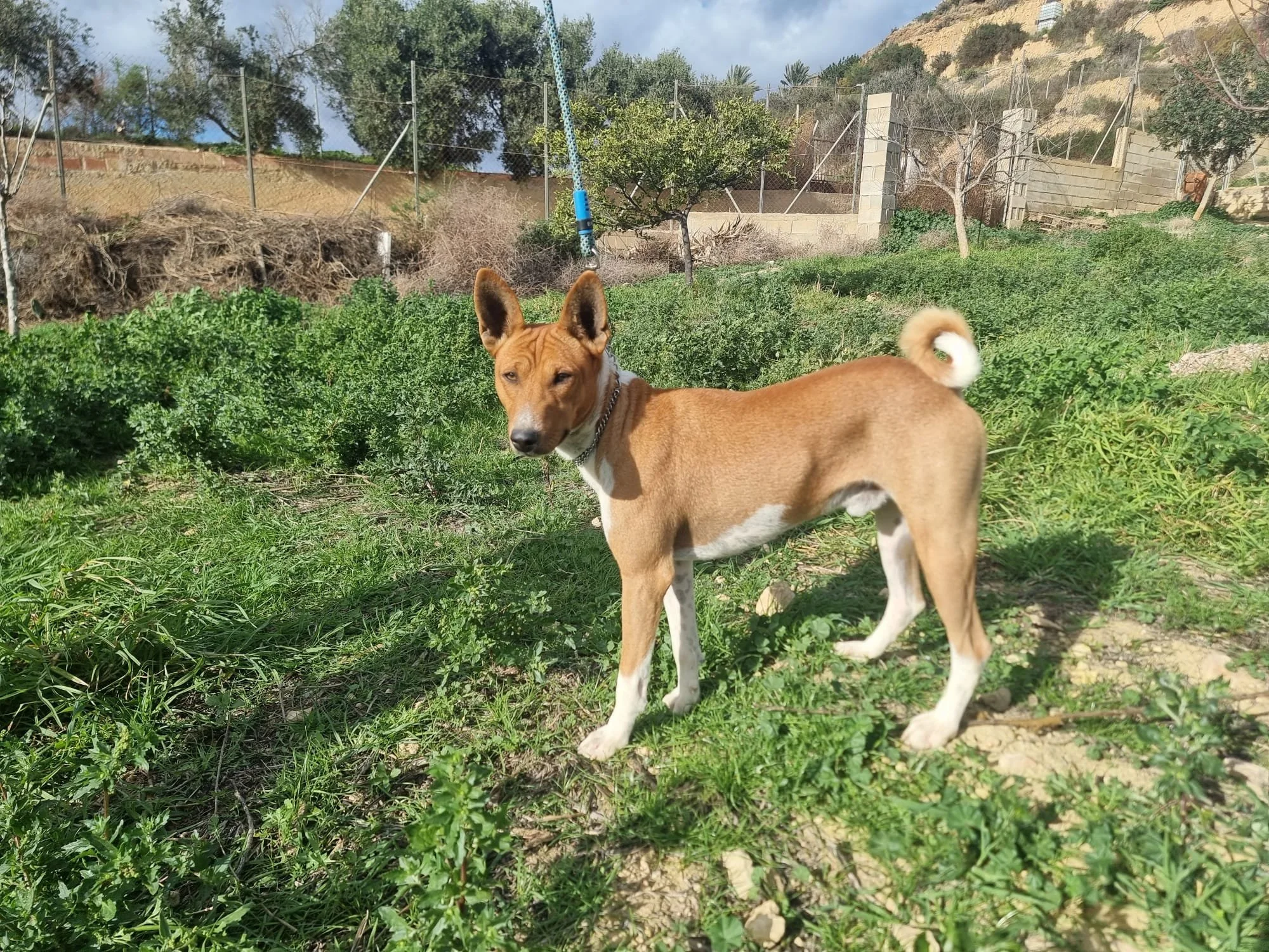 Isram Zuberi de los dos Álamos