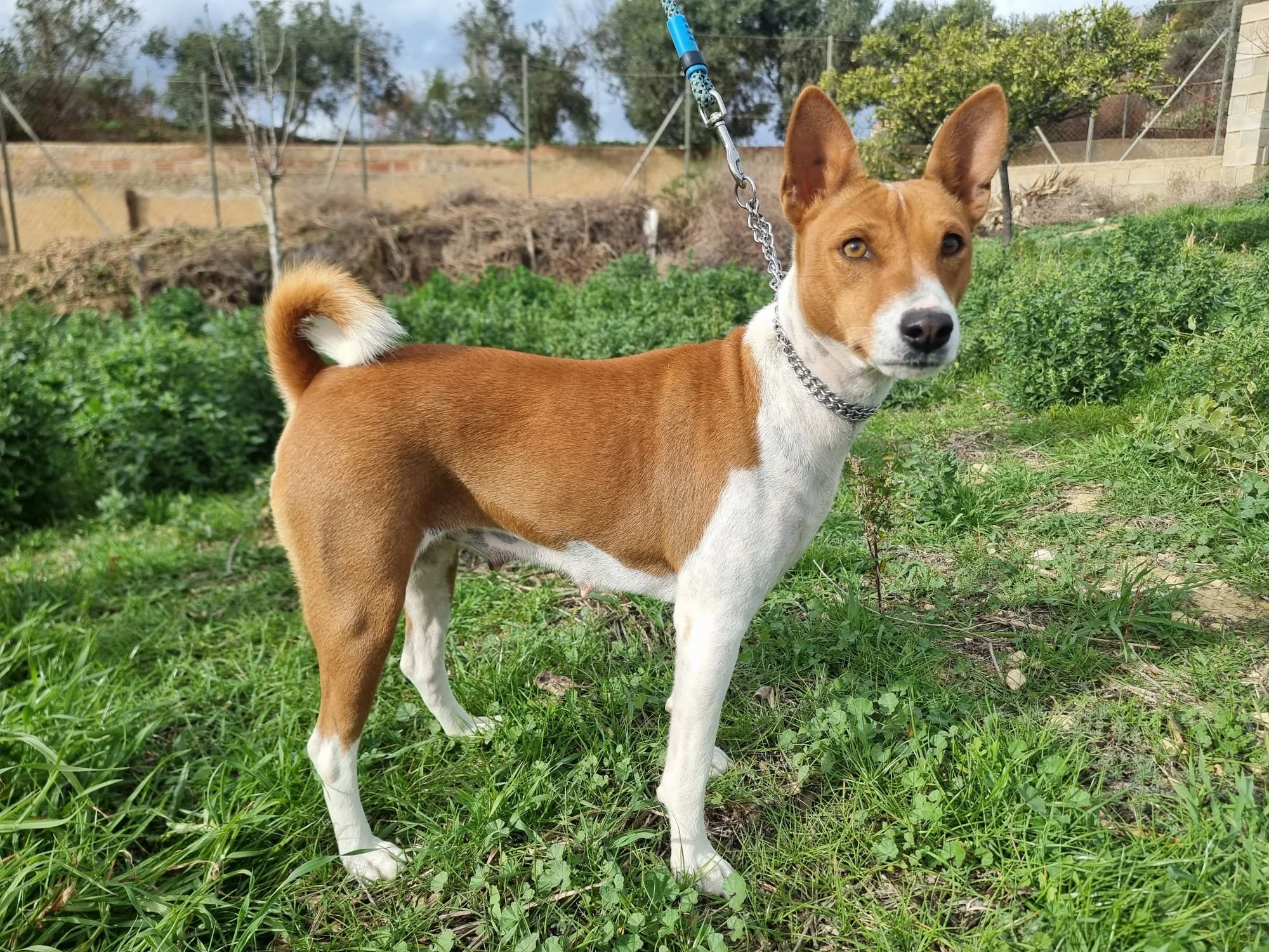 Aris Visolela de los dos Álamos