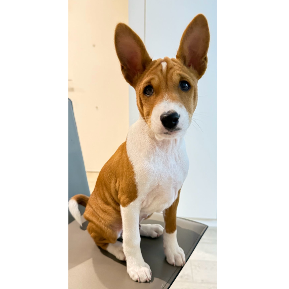 Cachorro de basenji sentado sobre una mesa, con orejas grandes y erectas, pelaje marrón y blanco, frente a una pared blanca y una puerta.