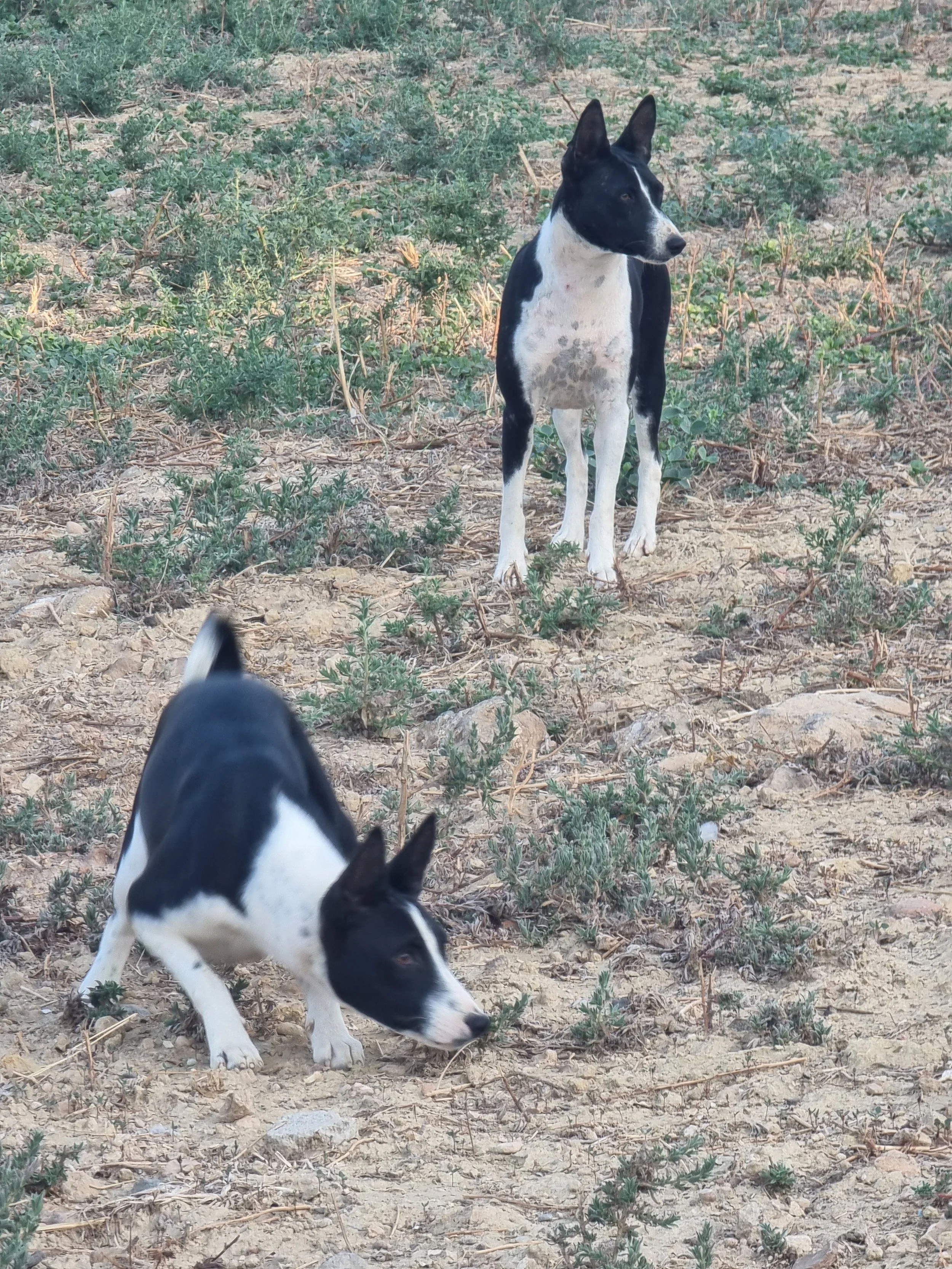 Dos perros de raza husky en un terreno árido con poca vegetación y pequeños arbustos.