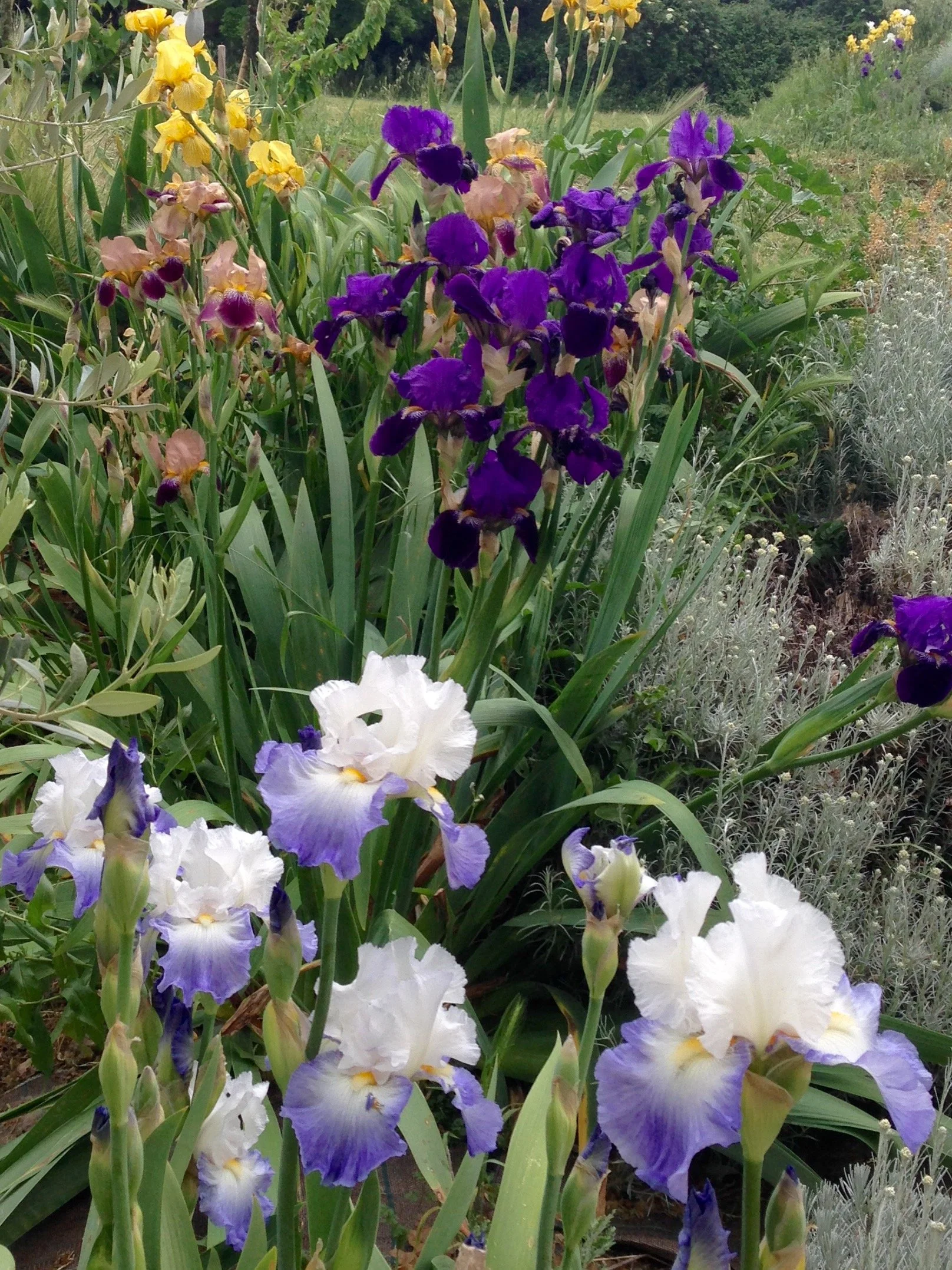 photo butte iris.jpg
