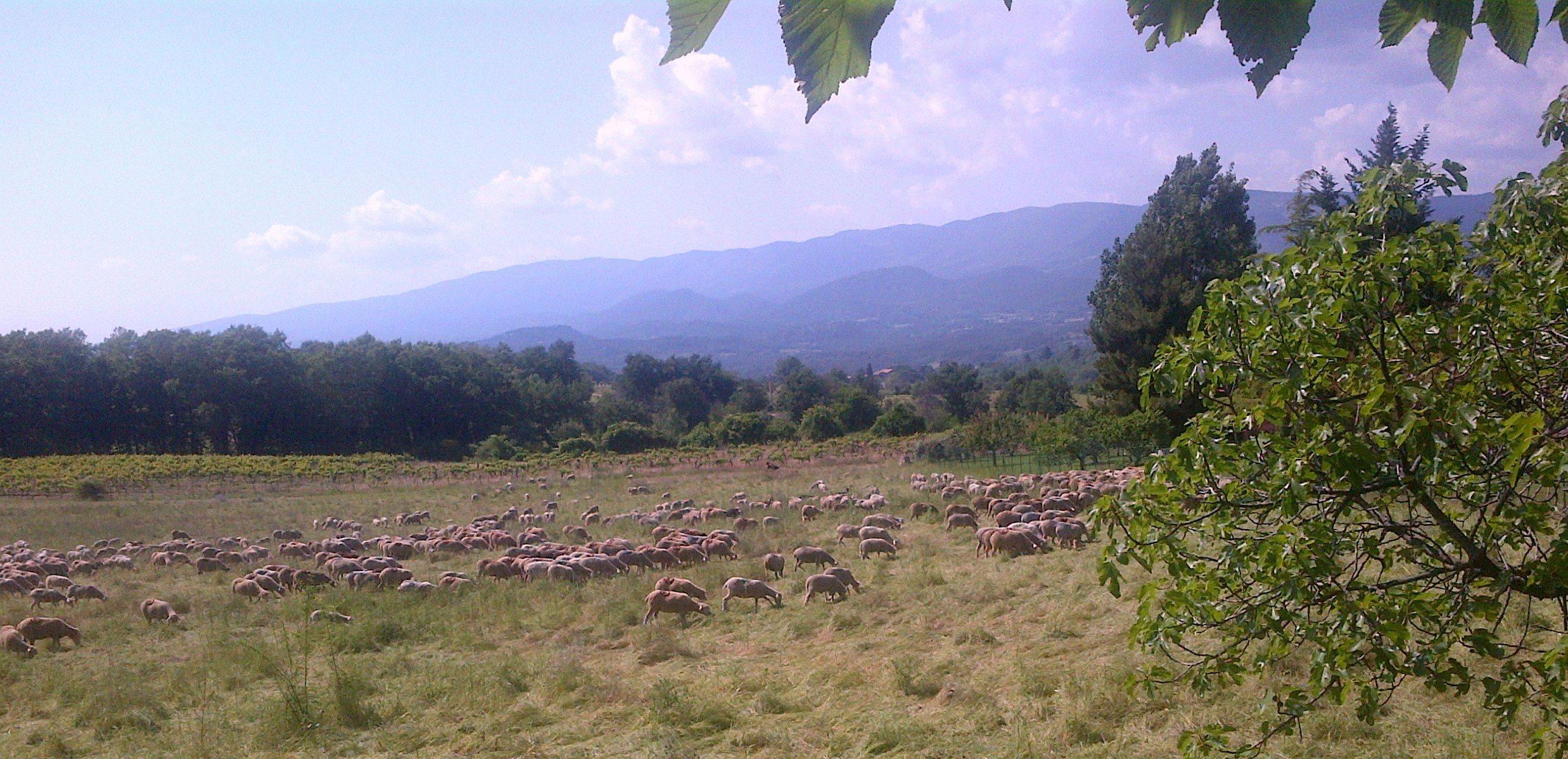 luberon mouton.jpg