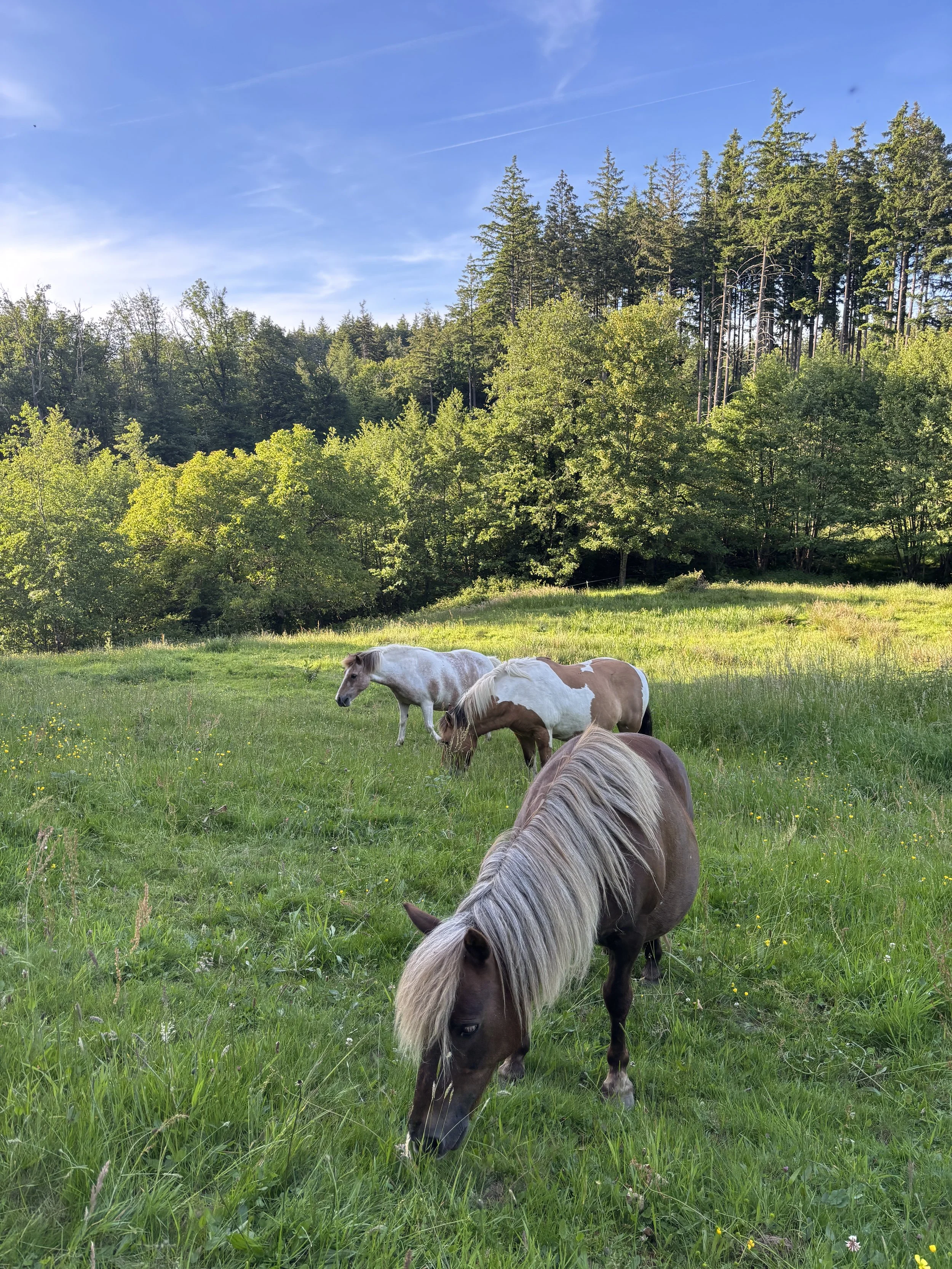 Les poneys au pré Domaine d'Epona à Suin en Bourgogne