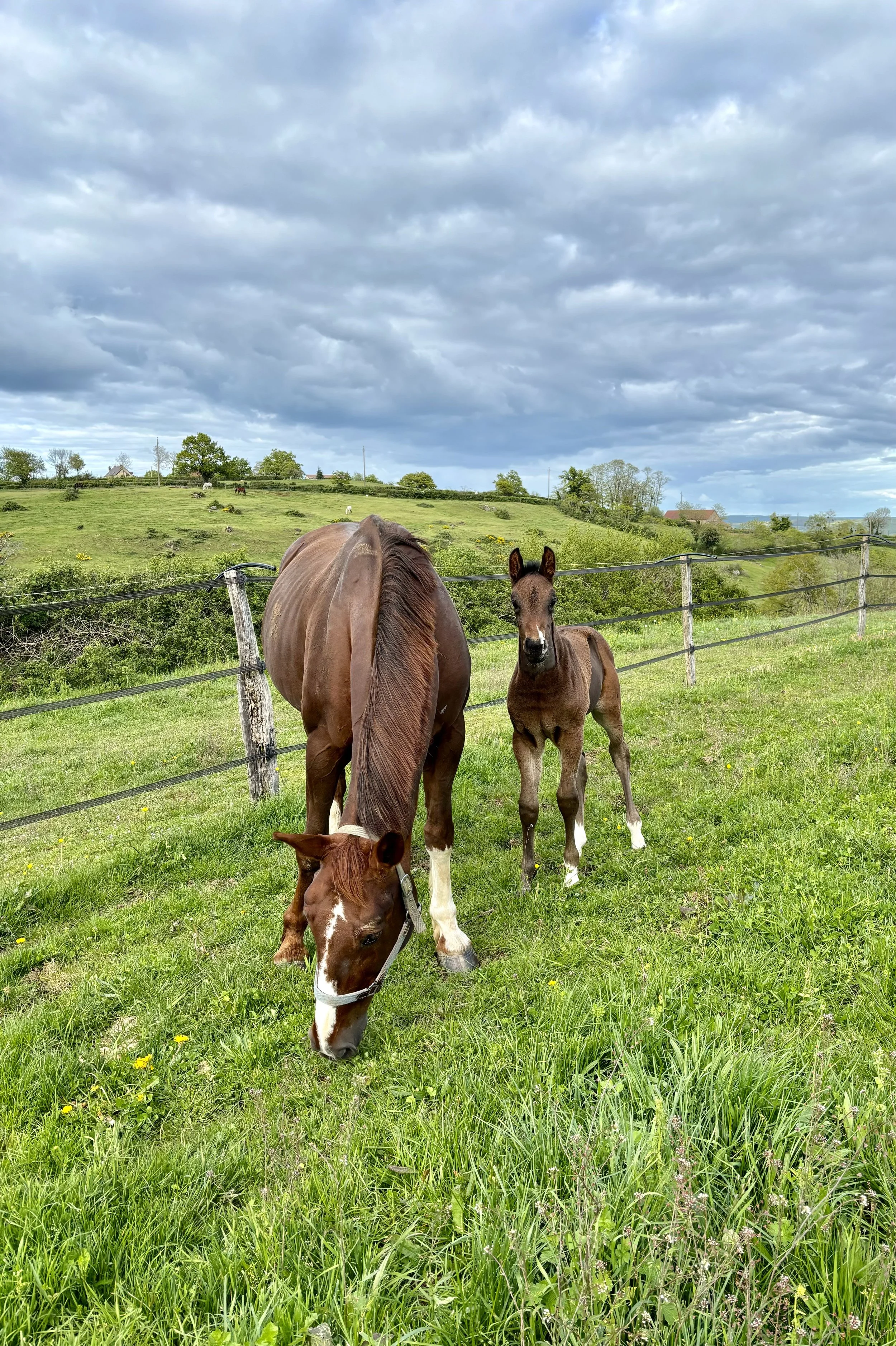 Jument suitée dans les prés du domaine d'Epona à Suin en Bourgogne