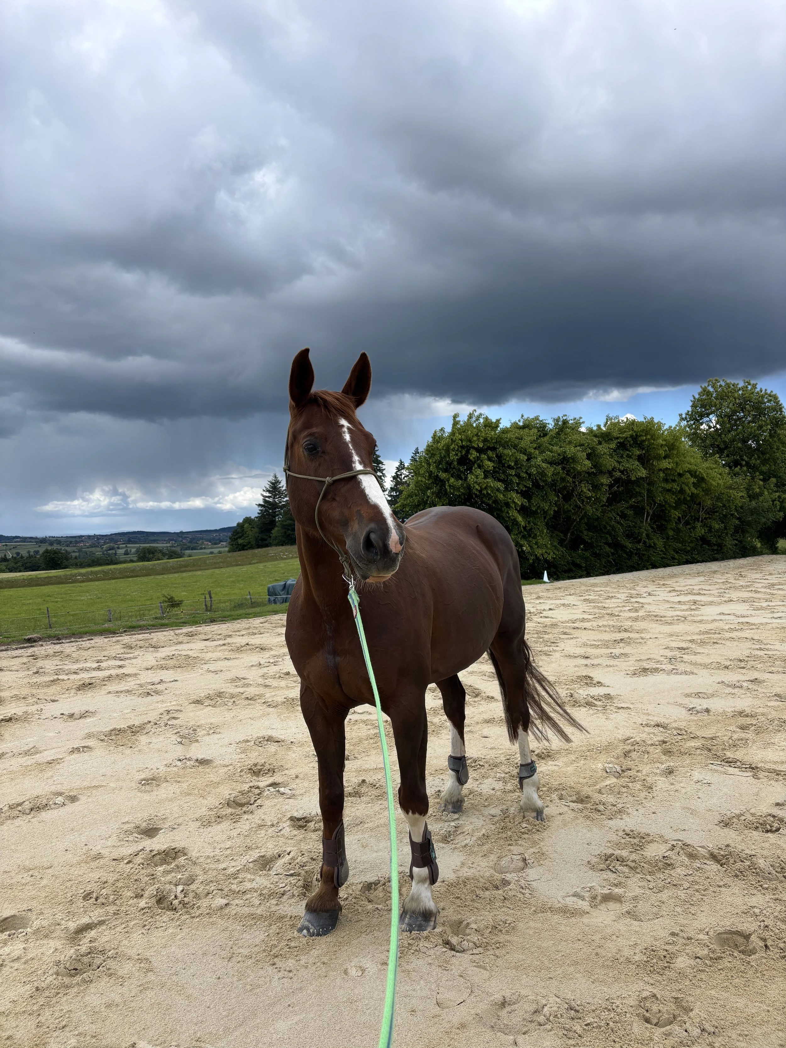 Jument remise ua travail après le sevrage de son poulain Domaine d'Epona à Suin en Bourgogne