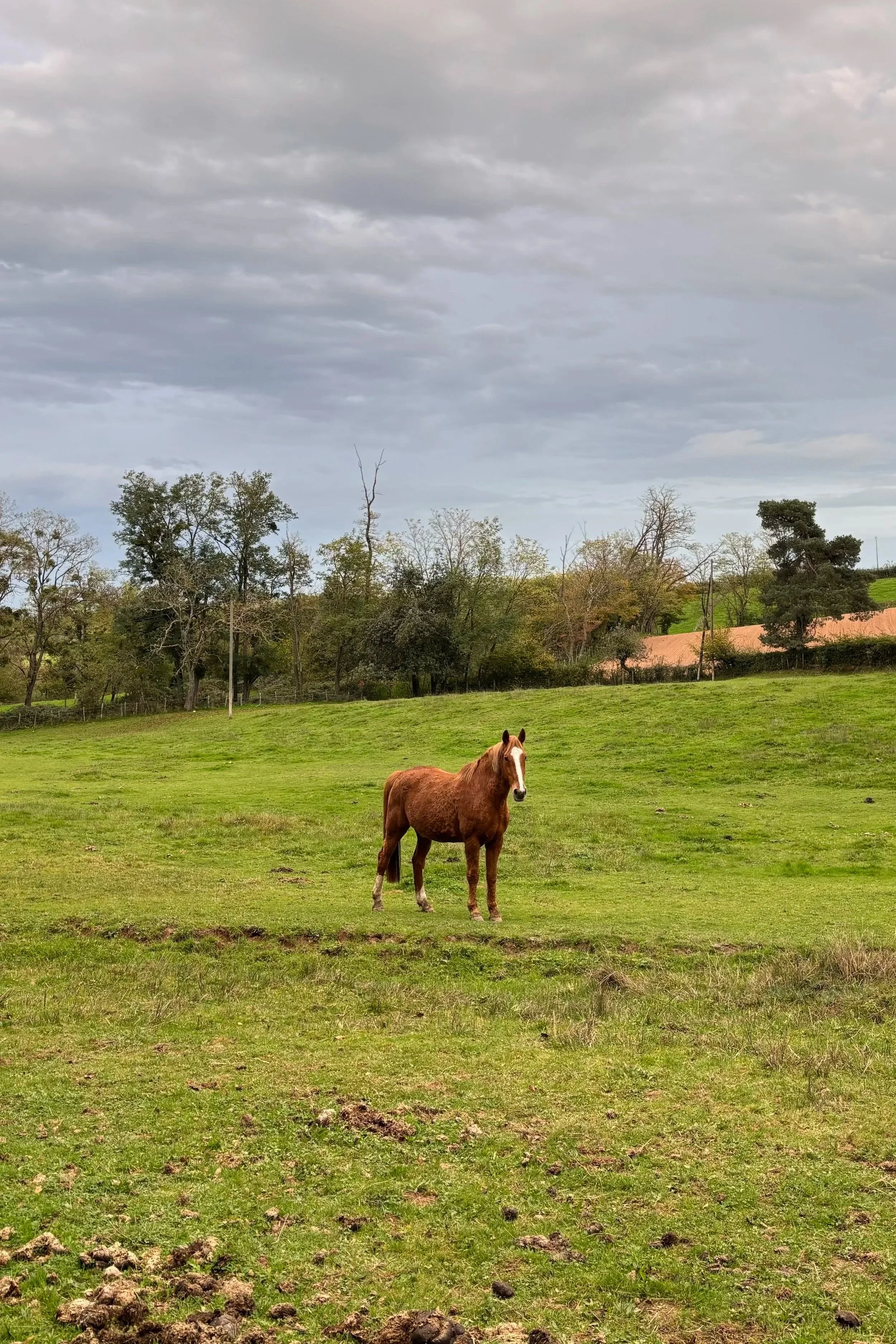 Cheval à la retraite au Domaine d'Epona à Suin en Bourgogne