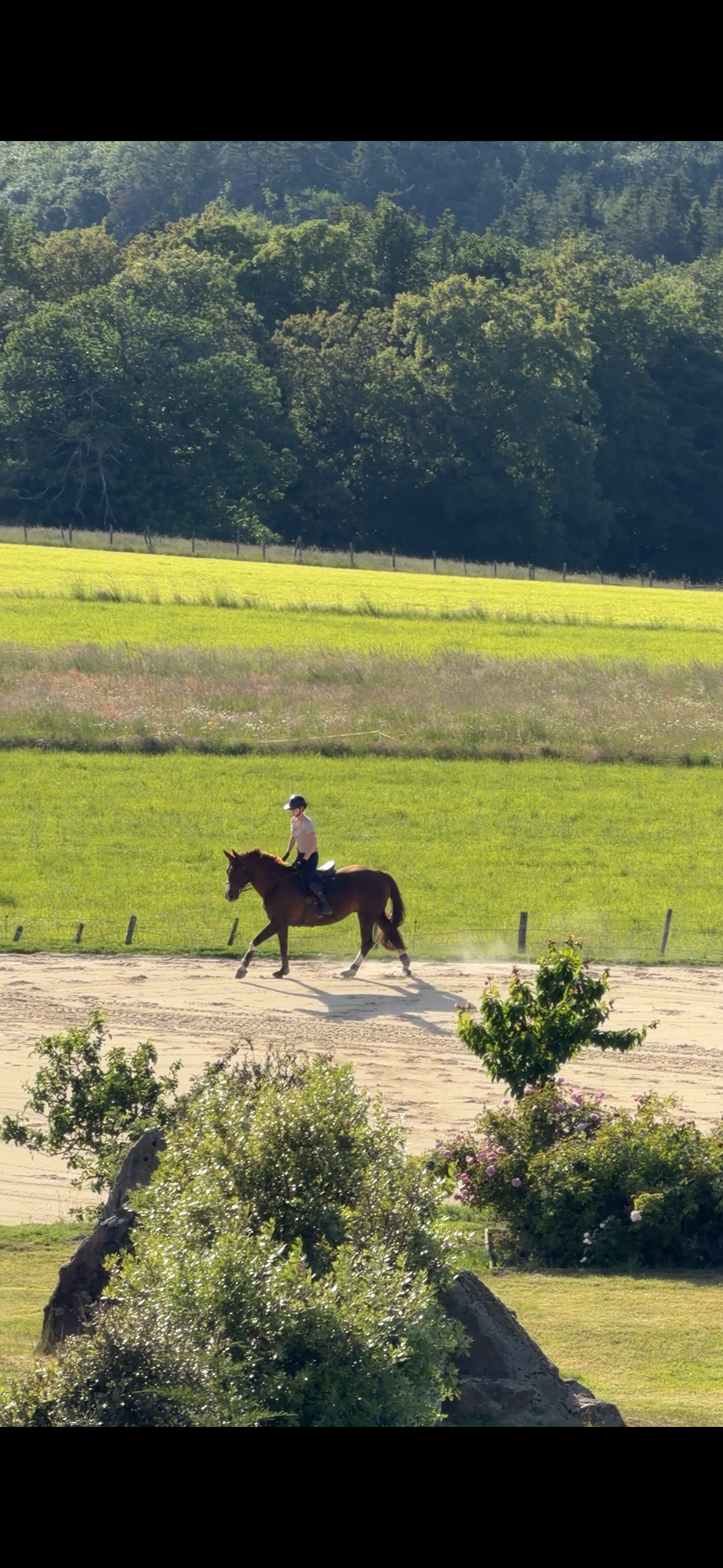 Travail d'une jument de CSO Domaine d'Epona à Suin en Bourgogne