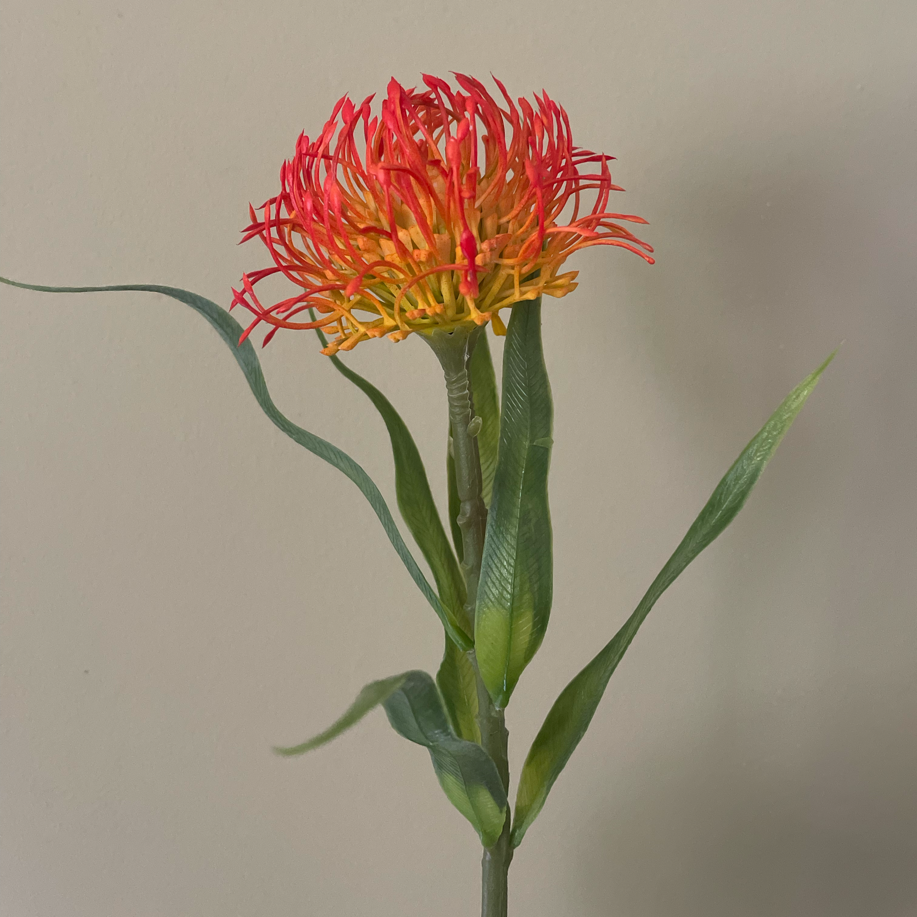 Single Flower Nutan 40 cm