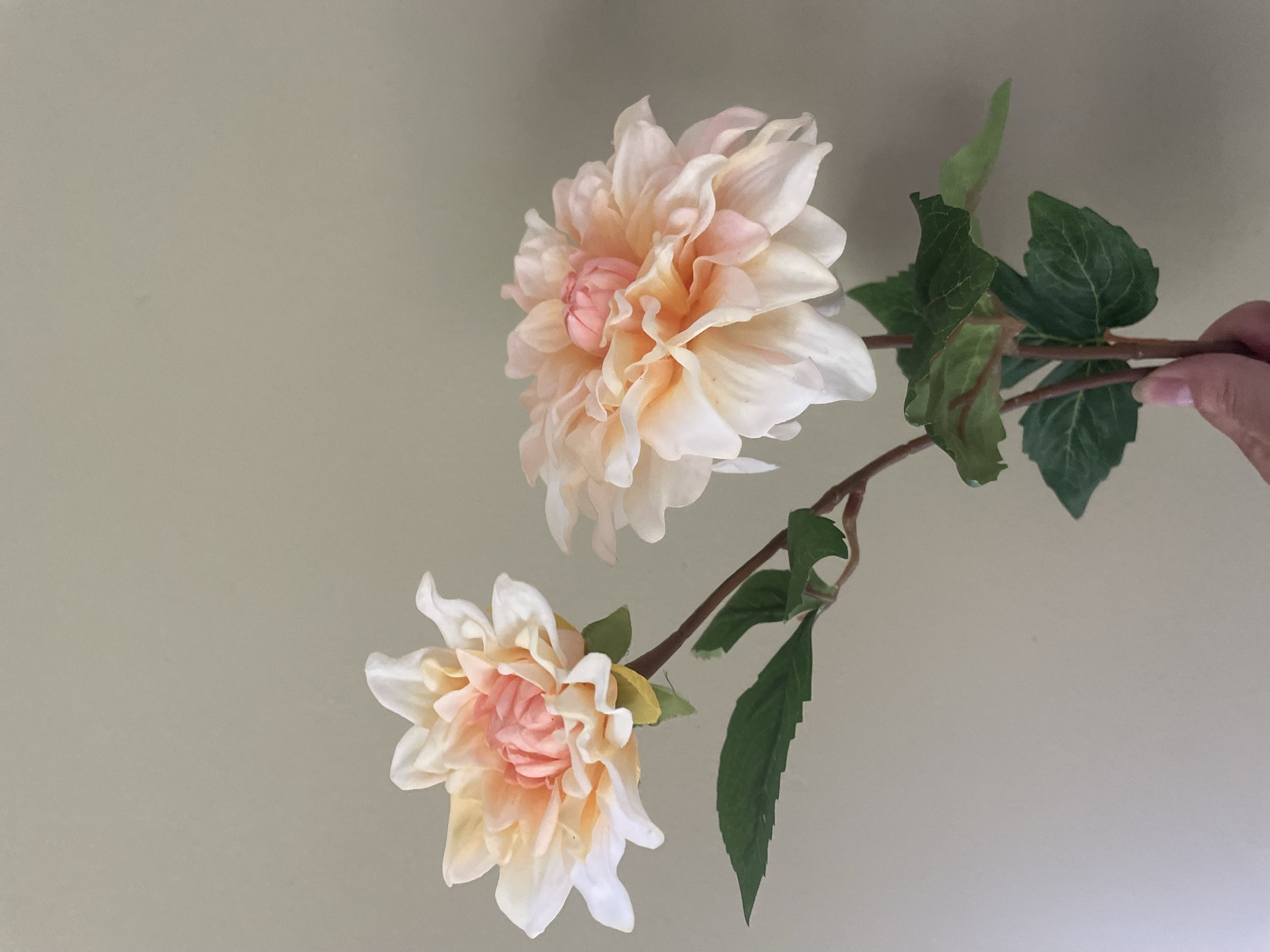 Single flower Dahlia 50 Cm 2 koppig 