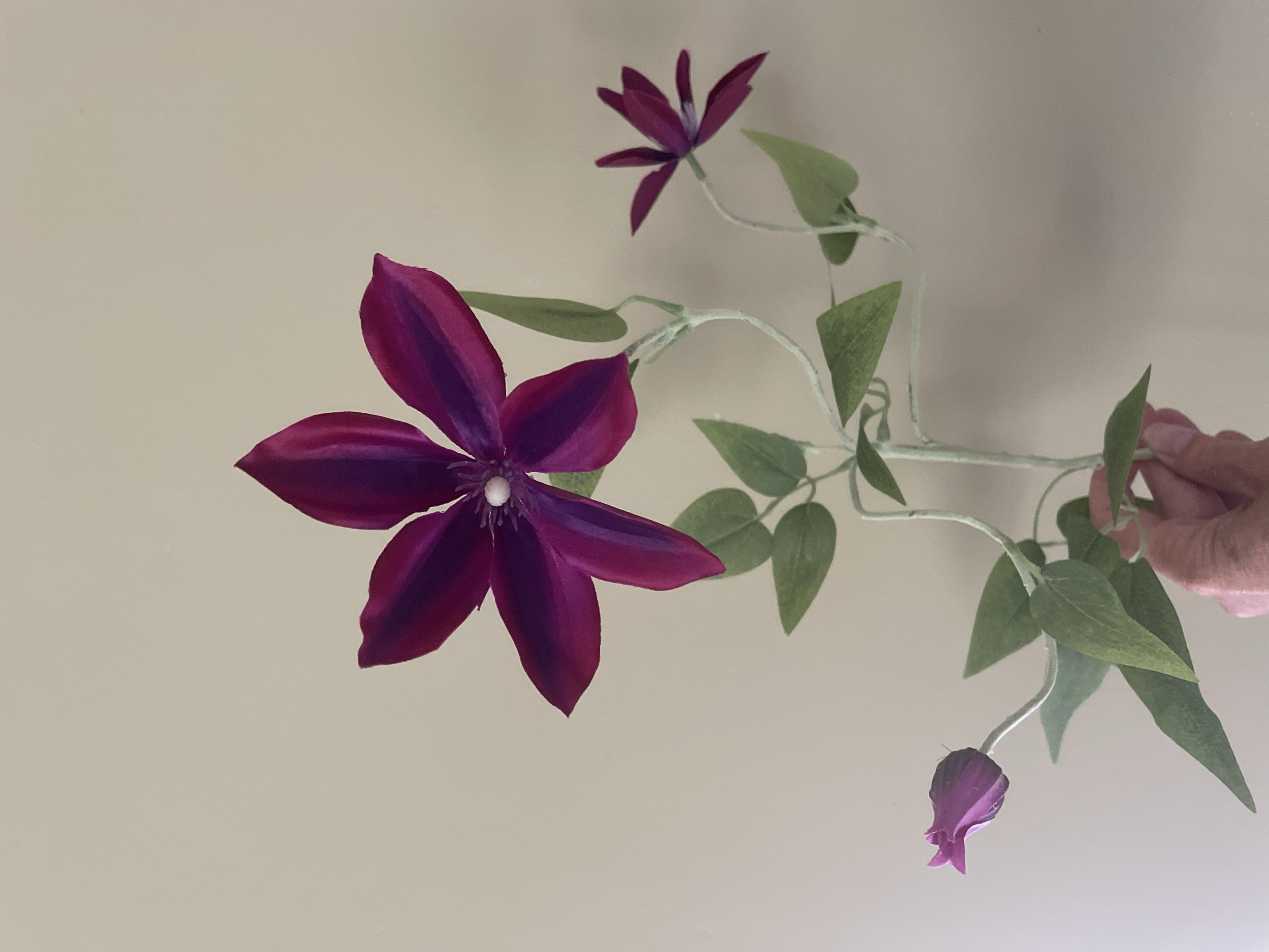 Single Flower Clematis