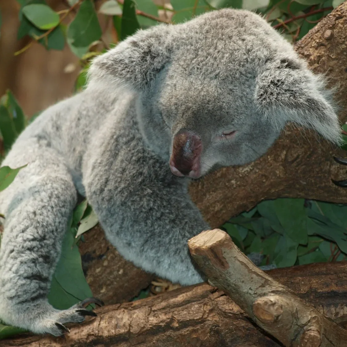koala-bear-9960_1920.jpg.webp