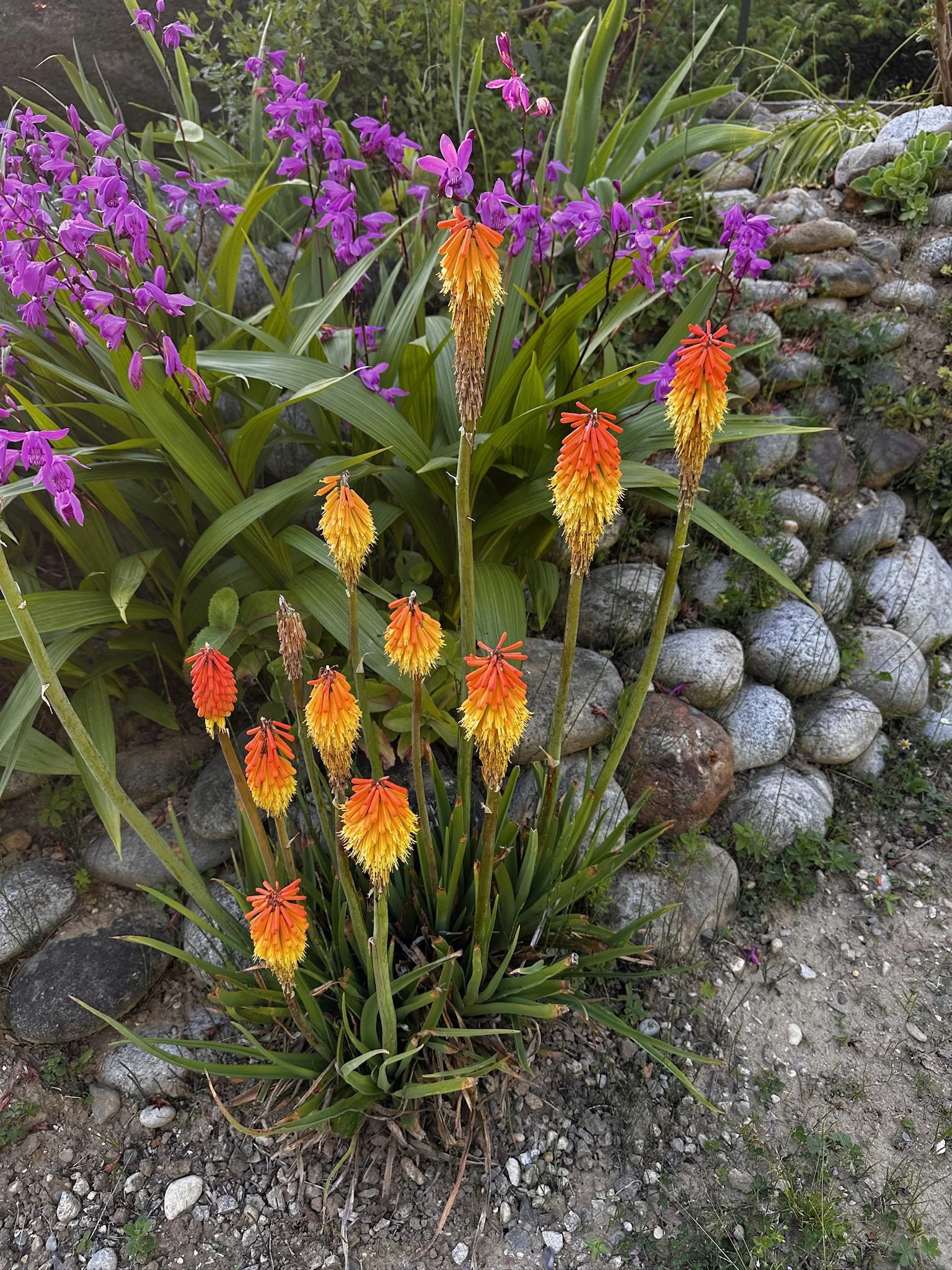 Fleurs de couleur orange, jaune et rouge avec longues feuilles vertes, dans un jardin entouré de pierres et d'autres plantes.